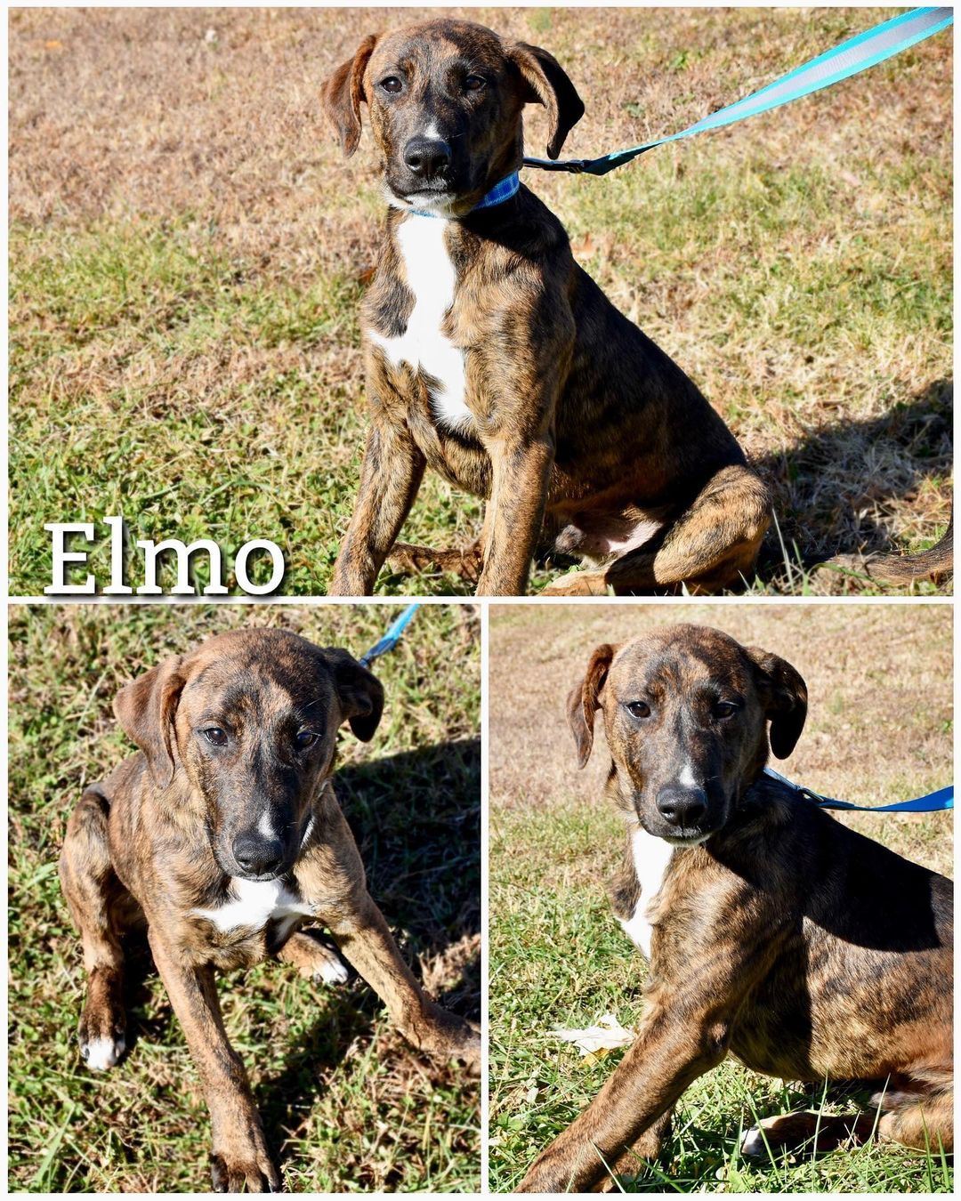 Meet Elmo!
Elmo is a sweet, loving, and energetic 4-5 month old Great Dane mix puppy looking for his forever home! He loves to play, get belly rubs and attention from everyone he meets. Elmo is ready to go home and can’t wait to meet his forever family!

Elmo is neutered, up to date on vaccinations, dewormed, and current on flea/tick preventatives. 

Elmo’s adoption fee is $85, plus $15 for microchip