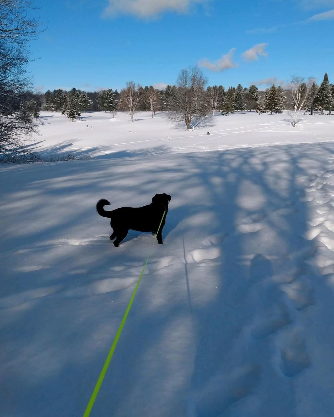 Joshua Fund alum Lady is a snow bunny at heart! She loves walking the trails with mom and sniffing animal tracks.❤

❤️ The Joshua Fund Dog Rescue is a registered 501(c)(3) nonprofit organization. We are an all-volunteer organization and rely solely on donations to save dogs like this from high-kill shelters and put them in forever homes. Thank you for helping us save lives! ⁠❤️
-
-
-
<a target='_blank' href='https://www.instagram.com/explore/tags/joshuafunddogs/'>#joshuafunddogs</a> <a target='_blank' href='https://www.instagram.com/explore/tags/rescue/'>#rescue</a> <a target='_blank' href='https://www.instagram.com/explore/tags/rescuedogs/'>#rescuedogs</a> <a target='_blank' href='https://www.instagram.com/explore/tags/rescuedogsofinstagram/'>#rescuedogsofinstagram</a> <a target='_blank' href='https://www.instagram.com/explore/tags/rescuedisthebestbreed/'>#rescuedisthebestbreed</a> <a target='_blank' href='https://www.instagram.com/explore/tags/adoptdontshop/'>#adoptdontshop</a> <a target='_blank' href='https://www.instagram.com/explore/tags/dogsofinstagram/'>#dogsofinstagram</a> <a target='_blank' href='https://www.instagram.com/explore/tags/doglovers/'>#doglovers</a> <a target='_blank' href='https://www.instagram.com/explore/tags/adoptadog/'>#adoptadog</a> <a target='_blank' href='https://www.instagram.com/explore/tags/loveofdogs/'>#loveofdogs</a> <a target='_blank' href='https://www.instagram.com/explore/tags/nonprofit/'>#nonprofit</a> <a target='_blank' href='https://www.instagram.com/explore/tags/dogs/'>#dogs</a> <a target='_blank' href='https://www.instagram.com/explore/tags/shelterdog/'>#shelterdog</a> <a target='_blank' href='https://www.instagram.com/explore/tags/mansbestfriend/'>#mansbestfriend</a> <a target='_blank' href='https://www.instagram.com/explore/tags/petadoption/'>#petadoption</a> <a target='_blank' href='https://www.instagram.com/explore/tags/adoptme/'>#adoptme</a> <a target='_blank' href='https://www.instagram.com/explore/tags/dogoftheday/'>#dogoftheday</a> <a target='_blank' href='https://www.instagram.com/explore/tags/shelterdog/'>#shelterdog</a> <a target='_blank' href='https://www.instagram.com/explore/tags/rescuepetsofinstagram/'>#rescuepetsofinstagram</a> <a target='_blank' href='https://www.instagram.com/explore/tags/fosterdog/'>#fosterdog</a> <a target='_blank' href='https://www.instagram.com/explore/tags/fosterdogsofinstagram/'>#fosterdogsofinstagram</a> <a target='_blank' href='https://www.instagram.com/explore/tags/labsofinstagram/'>#labsofinstagram</a> <a target='_blank' href='https://www.instagram.com/explore/tags/labradorretriever/'>#labradorretriever</a>