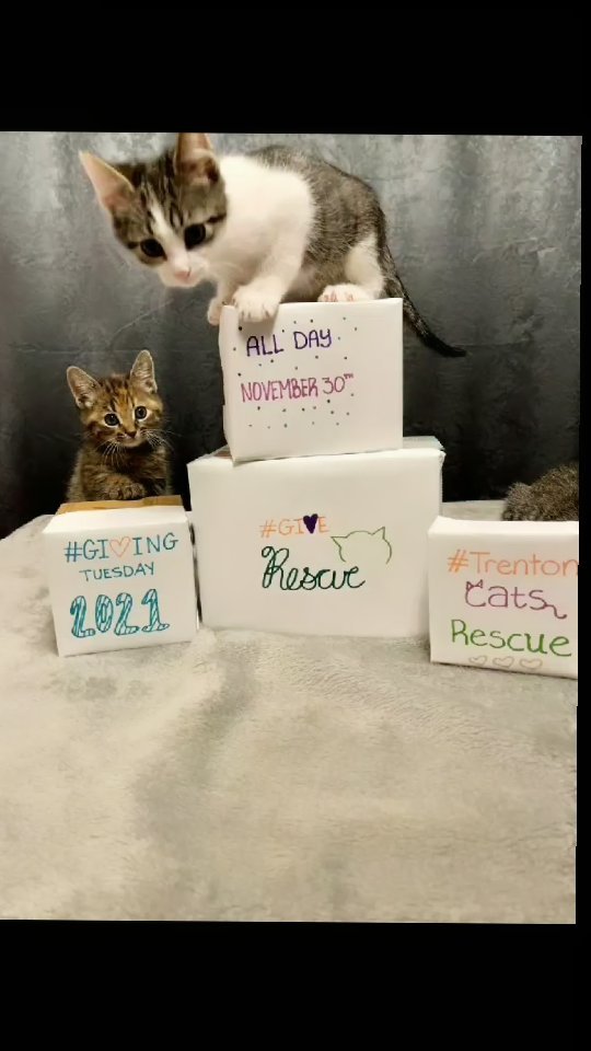 <a target='_blank' href='https://www.instagram.com/explore/tags/givingtuesday/'>#givingtuesday</a> is almost here and Trenton Cats Rescue needs your support.