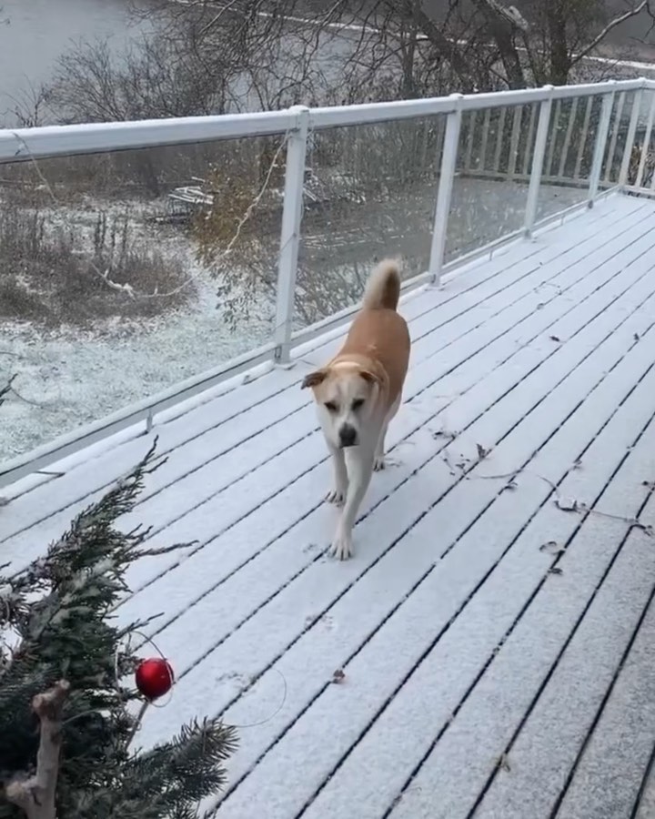 Their first snow fall ❄️

Some of our Paws rescues were so excited to see snow for the first time… some not so much! 

What was your dog’s first reaction to snow? 

<a target='_blank' href='https://www.instagram.com/explore/tags/adoptdontshop/'>#adoptdontshop</a> <a target='_blank' href='https://www.instagram.com/explore/tags/rescue/'>#rescue</a> <a target='_blank' href='https://www.instagram.com/explore/tags/adopt/'>#adopt</a> <a target='_blank' href='https://www.instagram.com/explore/tags/snow/'>#snow</a> <a target='_blank' href='https://www.instagram.com/explore/tags/dogsofinstagram/'>#dogsofinstagram</a>