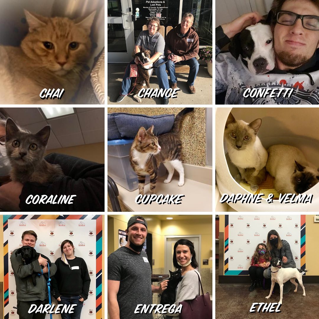 Homeward Bound 🎉🐾 45+ adoptions last week including long term dogs Confetti, Goldie & Pooh Bear! ❤️

<a target='_blank' href='https://www.instagram.com/explore/tags/adopted/'>#adopted</a> <a target='_blank' href='https://www.instagram.com/explore/tags/homewardbound/'>#homewardbound</a> <a target='_blank' href='https://www.instagram.com/explore/tags/shelterpets/'>#shelterpets</a> <a target='_blank' href='https://www.instagram.com/explore/tags/thankyou/'>#thankyou</a> <a target='_blank' href='https://www.instagram.com/explore/tags/adoptdontshop/'>#adoptdontshop</a> <a target='_blank' href='https://www.instagram.com/explore/tags/greatplainsfamily/'>#greatplainsfamily</a> <a target='_blank' href='https://www.instagram.com/explore/tags/greatplainsspca/'>#greatplainsspca</a>