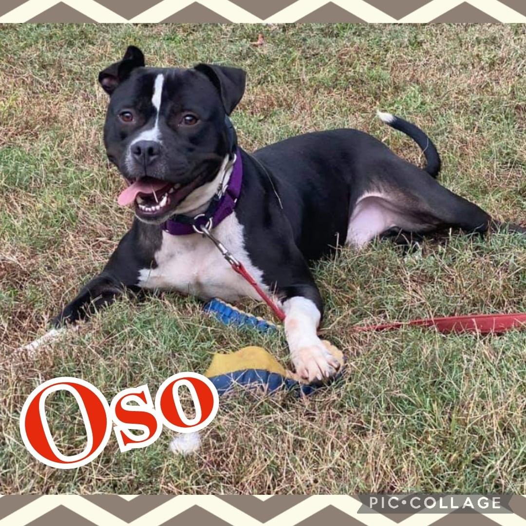 Oso is oh so much fun!! Stop by Petsmart, Columbus Ga. today until 3  to meet this fun, full of life, handsome fella! Give this guy a loving home TODAY! www.hsharrisco.org <a target='_blank' href='https://www.instagram.com/explore/tags/adoptionsaveslives/'>#adoptionsaveslives</a> <a target='_blank' href='https://www.instagram.com/explore/tags/rescuedogsrock/'>#rescuedogsrock</a> <a target='_blank' href='https://www.instagram.com/explore/tags/adoptadog/'>#adoptadog</a>