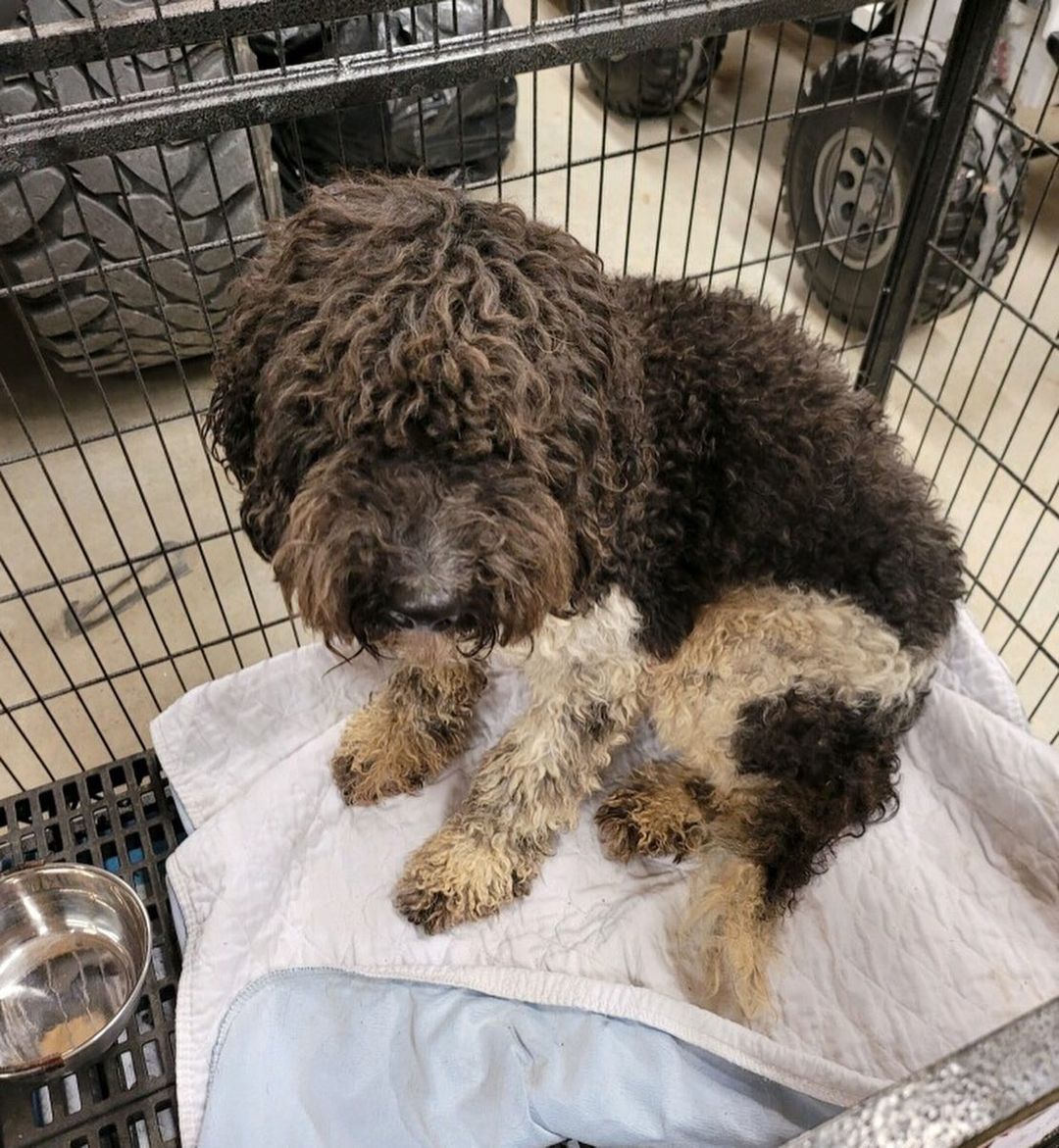 🆘 INTAKE IS OPEN AGAIN 🆘
 
We have a waitlist of dogs needing to come into our rescue and first on the list is a group of 5 Standard Poodles and Labradoodles. They are a breeder surrender, they are all female and all need vetting, including spays. We need to raise some funds for their vetting, grooming, food and supplies. 

They will not be eligible for adoption until fully vetted. We do not know anything about their ages or personalities yet. This is rescue and we are only in the rescue phase right now, which means we need funds and have work to do. We cannot take applications until we know what these dogs need and want. 

Thank you SO MUCH to all the heroes who donated to get our doors open again! We hope you all had a wonderful holiday. Now, let’s go save some animals, y’all!

If you prefer PayPal: 

https://paypal.me/SAVINGHOPERESCUE

Or our website:

https://savinghoperescue.org/donate

Or Venmo: 

@SAVINGHOPE-RESCUE

To send supplies directly to us, our Amazon Wishlist at:

https://www.amazon.com/hz/wishlist/ls/3ADJQO8TLGGBQ?ref_=wl_share

Or try our new Chewy Wishlist at: 

https://www.chewy.com/g/saving-hope-animal-rescue-fund_b76431595

To pay our vets directly: 

Family PetCare: (817) 451-7387

Rickord’s Animal Hospital: (817) 439-4443

<a target='_blank' href='https://www.instagram.com/explore/tags/togetherwecandomore/'>#togetherwecandomore</a> <a target='_blank' href='https://www.instagram.com/explore/tags/ittakesavillage/'>#ittakesavillage</a> <a target='_blank' href='https://www.instagram.com/explore/tags/fortworthtexas/'>#fortworthtexas</a>
<a target='_blank' href='https://www.instagram.com/explore/tags/fosteringsaveslives/'>#fosteringsaveslives</a> <a target='_blank' href='https://www.instagram.com/explore/tags/oneatatime/'>#oneatatime</a> <a target='_blank' href='https://www.instagram.com/explore/tags/togetherisbetter/'>#togetherisbetter</a> <a target='_blank' href='https://www.instagram.com/explore/tags/savinghopetx/'>#savinghopetx</a>