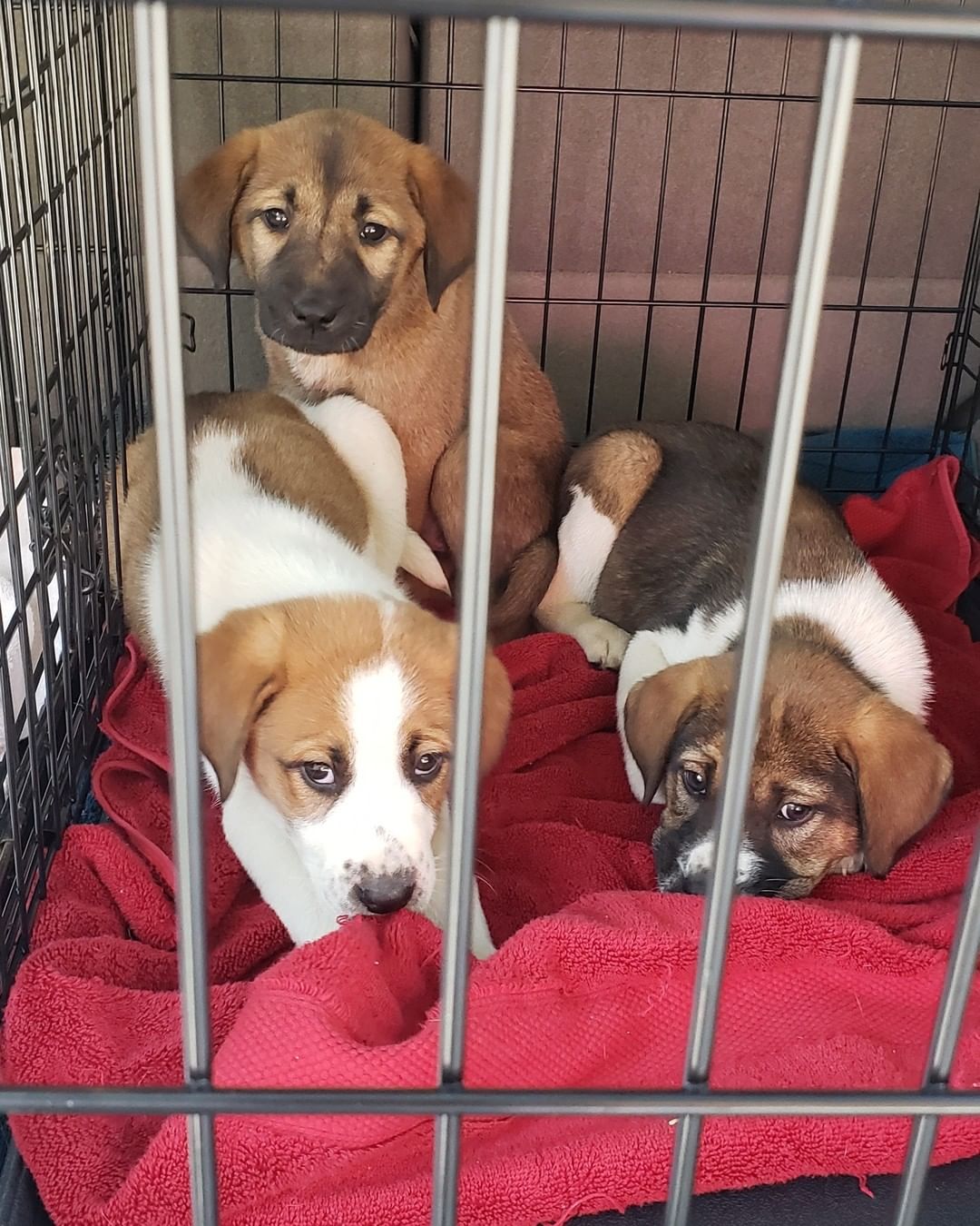 ❌🎄❌🎄❌🎄❌🎄
Urgent funds needed! Yesterday we got 3 St Bernard puppies unfortunately all 3 have parvo! We are trying desperately to save their lives! They are at On Point as quoted $1500.00 a dog to save them! If you can help us please donate or you can call and make a donation to them! Please say some prayers for these 3 sweet babies! ❌❌❌❌❌❌❌❌❌❌

Paypal : http://paypal.me/aaartinc