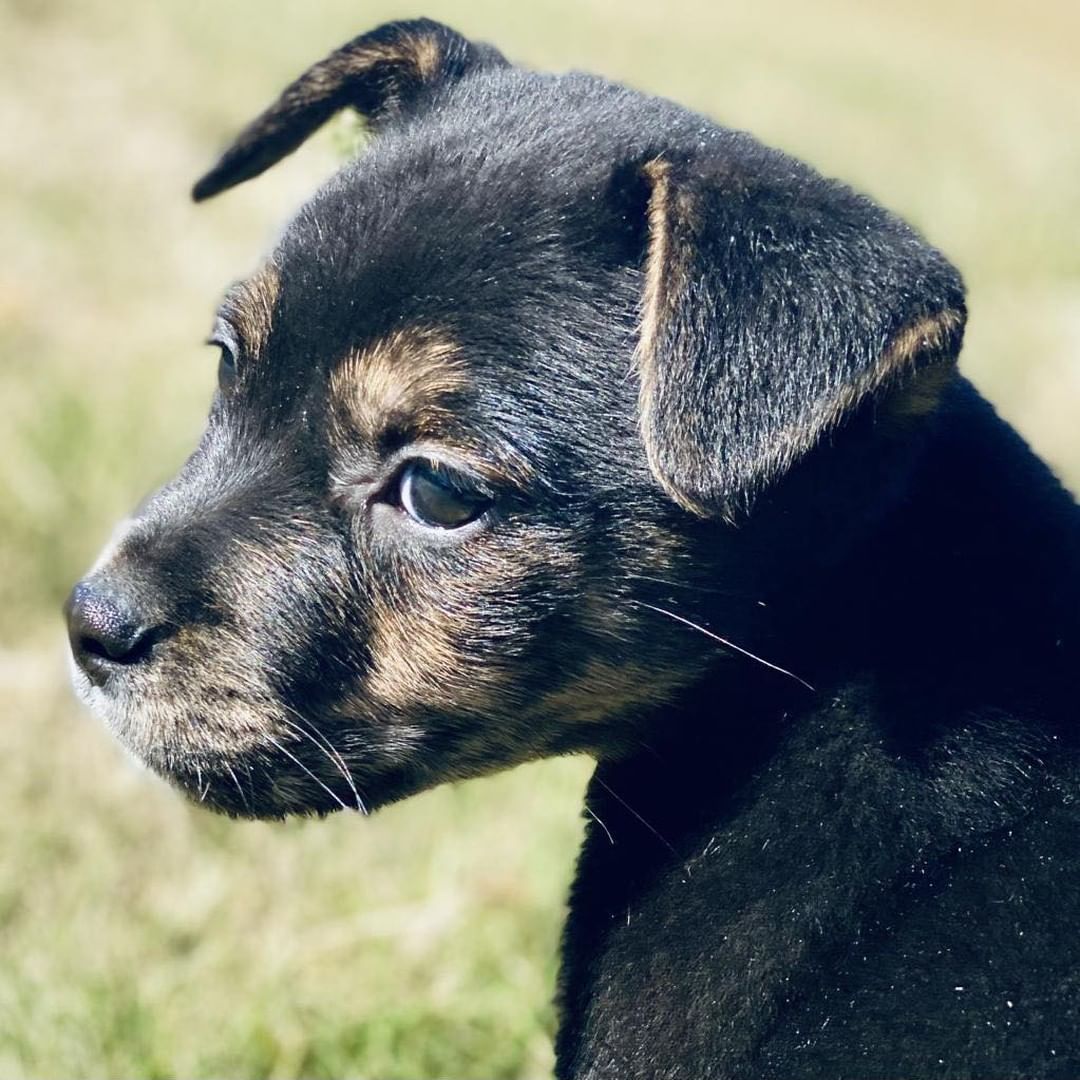 Update: Adopted! 🥳

Gulliver is a spunky pup found by himself in Guntersville and there’s no telling what adventures he had before coming to us! He’s a 2-month-old terrier mix hoping to score his home today at PetSmart Jones Valley from 12-3:30!

<a target='_blank' href='https://www.instagram.com/explore/tags/anewleashonlife/'>#anewleashonlife</a> <a target='_blank' href='https://www.instagram.com/explore/tags/anewleash/'>#anewleash</a> <a target='_blank' href='https://www.instagram.com/explore/tags/anlol/'>#anlol</a> <a target='_blank' href='https://www.instagram.com/explore/tags/adoptionevent/'>#adoptionevent</a> <a target='_blank' href='https://www.instagram.com/explore/tags/adoptables/'>#adoptables</a> <a target='_blank' href='https://www.instagram.com/explore/tags/adoptdontshop/'>#adoptdontshop</a>  <a target='_blank' href='https://www.instagram.com/explore/tags/rescuedismyfavoritebreed/'>#rescuedismyfavoritebreed</a> <a target='_blank' href='https://www.instagram.com/explore/tags/rescuedog/'>#rescuedog</a> <a target='_blank' href='https://www.instagram.com/explore/tags/spayandneuter/'>#spayandneuter</a> <a target='_blank' href='https://www.instagram.com/explore/tags/savethemall/'>#savethemall</a> <a target='_blank' href='https://www.instagram.com/explore/tags/choosetoadopt/'>#choosetoadopt</a> <a target='_blank' href='https://www.instagram.com/explore/tags/alabamaanimalrescue/'>#alabamaanimalrescue</a> <a target='_blank' href='https://www.instagram.com/explore/tags/adoptme/'>#adoptme</a> <a target='_blank' href='https://www.instagram.com/explore/tags/volunteer/'>#volunteer</a> <a target='_blank' href='https://www.instagram.com/explore/tags/foster/'>#foster</a> <a target='_blank' href='https://www.instagram.com/explore/tags/adoptpurelove/'>#adoptpurelove</a> <a target='_blank' href='https://www.instagram.com/explore/tags/huntsvilleal/'>#huntsvilleal</a> <a target='_blank' href='https://www.instagram.com/explore/tags/rescuepet/'>#rescuepet</a> <a target='_blank' href='https://www.instagram.com/explore/tags/rescuepetsofinstagram/'>#rescuepetsofinstagram</a>  <a target='_blank' href='https://www.instagram.com/explore/tags/rescue/'>#rescue</a> <a target='_blank' href='https://www.instagram.com/explore/tags/madisonal/'>#madisonal</a> <a target='_blank' href='https://www.instagram.com/explore/tags/northalabama/'>#northalabama</a>