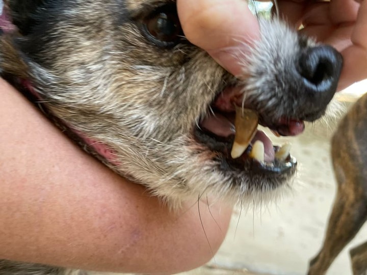 48 hours until Giving Tuesday! Our two newbies, Tigger & Harley will most definitely need dentals. Here are the faces you are helping on this special day!

<a target='_blank' href='https://www.instagram.com/explore/tags/givingtuesday/'>#givingtuesday</a> <a target='_blank' href='https://www.instagram.com/explore/tags/seniordogrescue/'>#seniordogrescue</a> <a target='_blank' href='https://www.instagram.com/explore/tags/anyamounthelps/'>#anyamounthelps</a> <a target='_blank' href='https://www.instagram.com/explore/tags/dentalsneeded/'>#dentalsneeded</a> <a target='_blank' href='https://www.instagram.com/explore/tags/harley/'>#harley</a> <a target='_blank' href='https://www.instagram.com/explore/tags/tigger/'>#tigger</a> <a target='_blank' href='https://www.instagram.com/explore/tags/terriermixes/'>#terriermixes</a> <a target='_blank' href='https://www.instagram.com/explore/tags/seniordogsarethebest/'>#seniordogsarethebest</a>