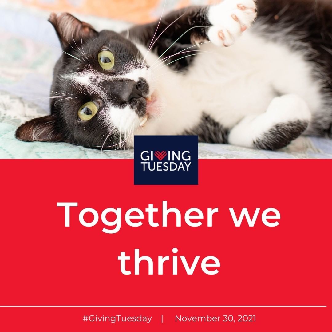 Tomorrow, the world unites in a global day of giving. We come together for <a target='_blank' href='https://www.instagram.com/explore/tags/GivingTuesday/'>#GivingTuesday</a> to show our support for the causes close to our hearts.

For us at Milo's Sanctuary, Giving Tuesday is a fundraiser like no other. We ask for your support as we share the spirit of the generosity of our fans and the collective hopes and goals of other animal rescue organizations around the world who share our mission to save lives and see the animals we care for thrive!

This Giving Tuesday, we'll reach out once again for your support to continue our mission to rescue and care for special needs cats.

To donate, click the link in our bio.

Together, we'll thrive!

<a target='_blank' href='https://www.instagram.com/explore/tags/GivingTuesday/'>#GivingTuesday</a> <a target='_blank' href='https://www.instagram.com/explore/tags/milossanctuary/'>#milossanctuary</a> <a target='_blank' href='https://www.instagram.com/explore/tags/bethedifference/'>#bethedifference</a> <a target='_blank' href='https://www.instagram.com/explore/tags/specialneedscats/'>#specialneedscats</a> <a target='_blank' href='https://www.instagram.com/explore/tags/thrive/'>#thrive</a>