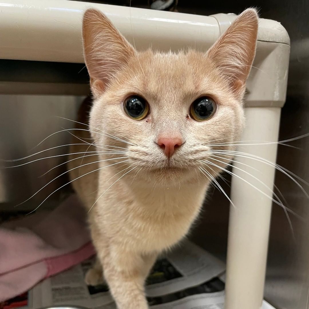 Before vs After we offered her treats.

Give us a call at (316) 524-9196 to place a hold on Astra.

Visit our website at www.kshumane.org
<a target='_blank' href='https://www.instagram.com/explore/tags/AdoptICT/'>#AdoptICT</a>