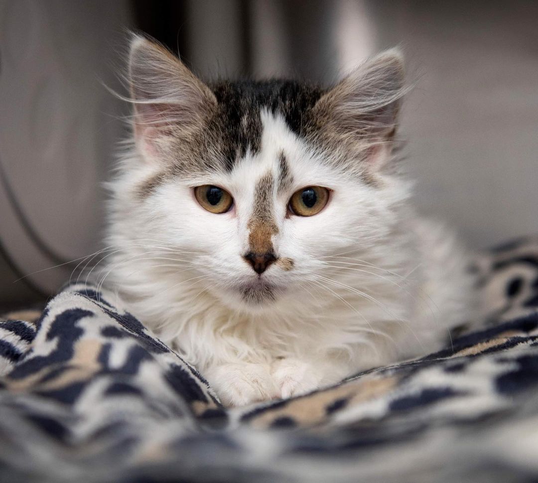 The beautiful Gizelle is almost ready for adoption! And <a target='_blank' href='https://www.instagram.com/explore/tags/emptytheshelters/'>#emptytheshelters</a> starts next Monday, so you can adopt her for just $10.😻
<a target='_blank' href='https://www.instagram.com/explore/tags/adoptdontshop/'>#adoptdontshop</a> <a target='_blank' href='https://www.instagram.com/explore/tags/boonehumanesociety/'>#boonehumanesociety</a> <a target='_blank' href='https://www.instagram.com/explore/tags/adoptgizelle/'>#adoptgizelle</a> <a target='_blank' href='https://www.instagram.com/explore/tags/picturemerescued/'>#picturemerescued</a>