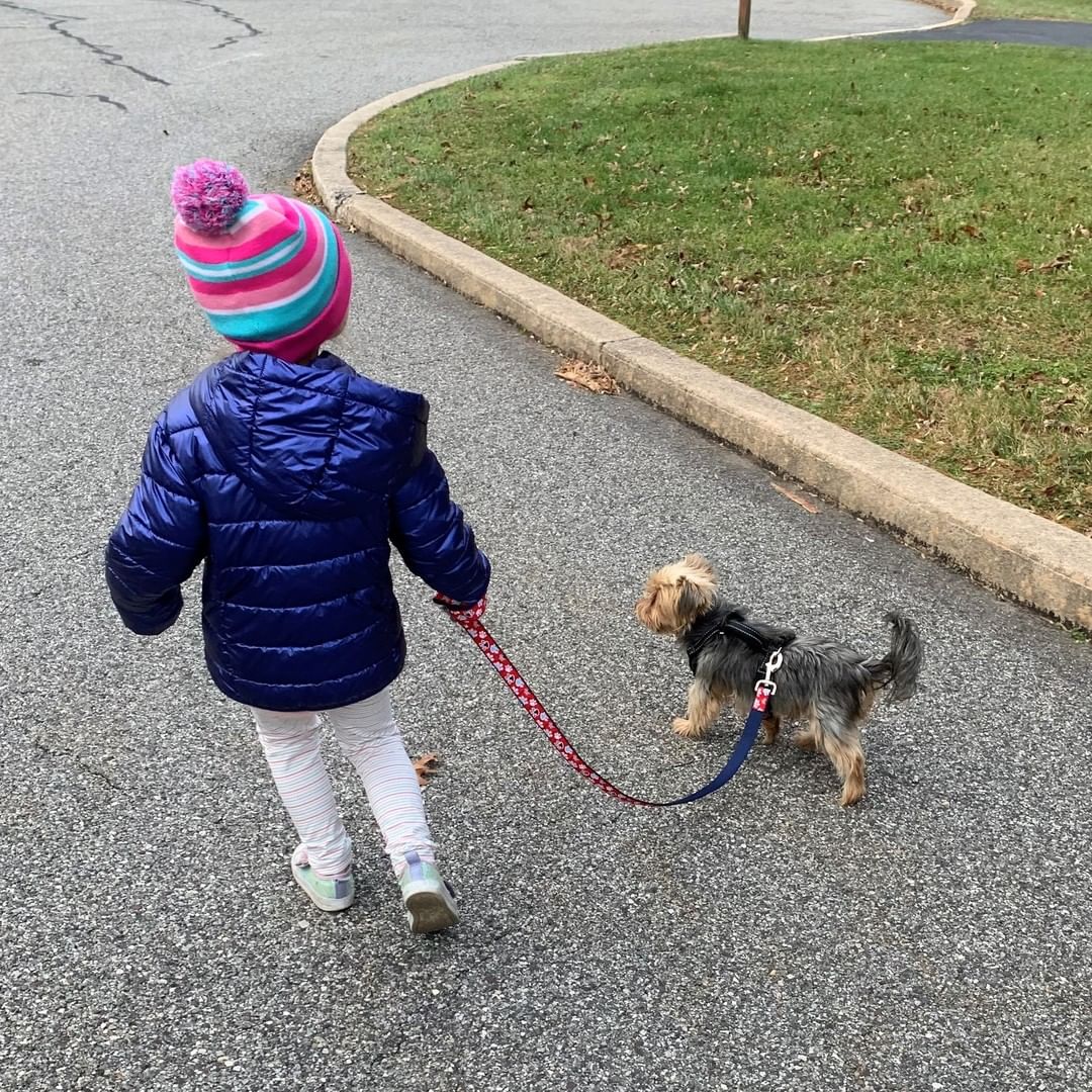 Buddy met the girl of his dreams on Saturday right after arriving from our work in Louisiana. He's four, she's six. Together, they'll navigate primary, middle, and high school. He'll always think she's the most beautiful girl in the world, and that's what every young woman needs during those tumultuous years - unconditional love🥰. (Thank you to the @aspca for sponsoring and @wingsofrescue for operating these lifesaving bi-weekly flights!) <a target='_blank' href='https://www.instagram.com/explore/tags/adopted/'>#adopted</a> <a target='_blank' href='https://www.instagram.com/explore/tags/whywerescue/'>#whywerescue</a> <a target='_blank' href='https://www.instagram.com/explore/tags/yorkie/'>#yorkie</a> <a target='_blank' href='https://www.instagram.com/explore/tags/bvspca/'>#bvspca</a>