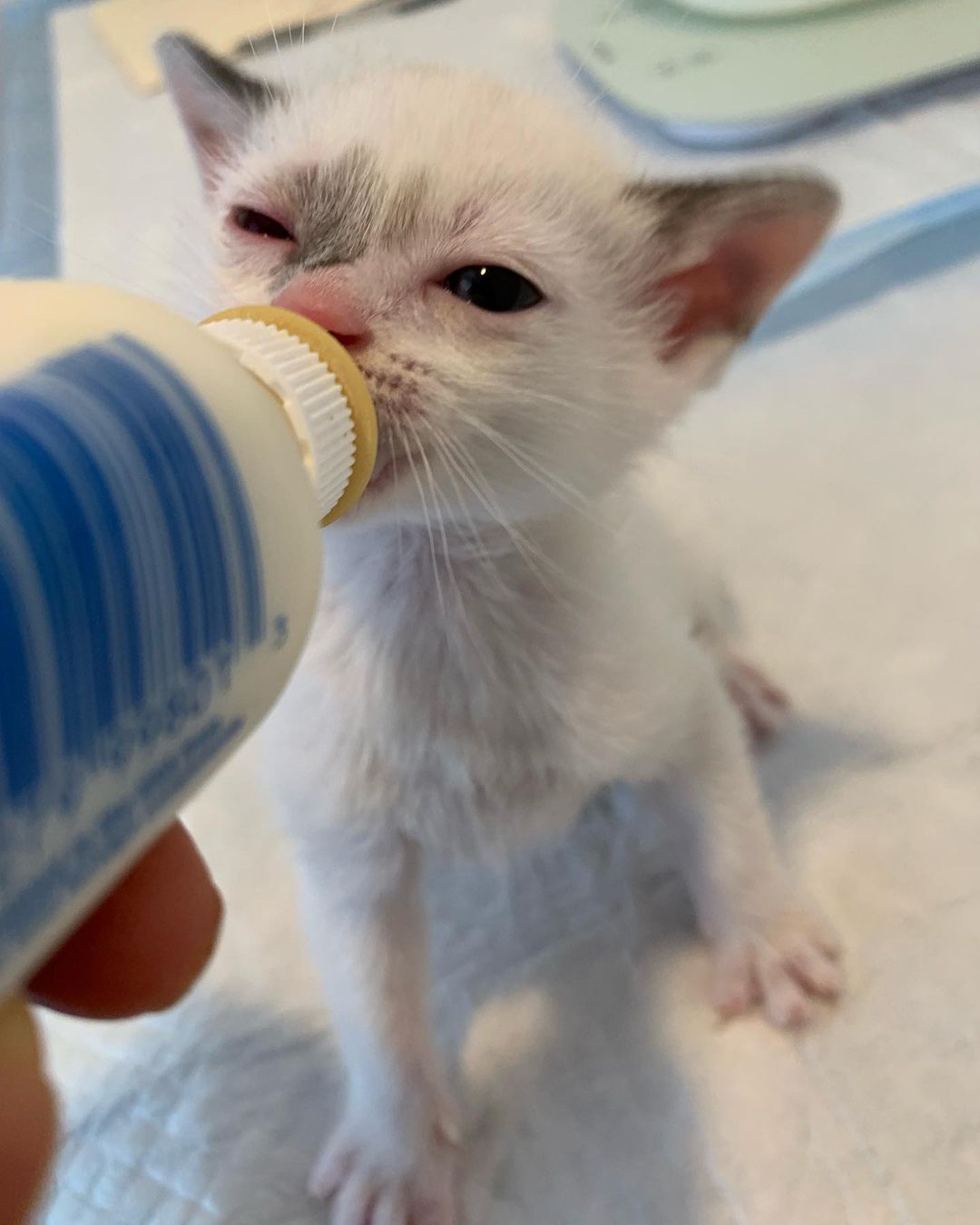 Monday’s after a long weekend! 😽 🍼🦊🐺🐻🐧 <a target='_blank' href='https://www.instagram.com/explore/tags/bottlebabies/'>#bottlebabies</a> <a target='_blank' href='https://www.instagram.com/explore/tags/bottlebaby/'>#bottlebaby</a> <a target='_blank' href='https://www.instagram.com/explore/tags/bottlebabykitten/'>#bottlebabykitten</a> <a target='_blank' href='https://www.instagram.com/explore/tags/siamesemix/'>#siamesemix</a> <a target='_blank' href='https://www.instagram.com/explore/tags/tuxedokitten/'>#tuxedokitten</a> <a target='_blank' href='https://www.instagram.com/explore/tags/orphankitten/'>#orphankitten</a>