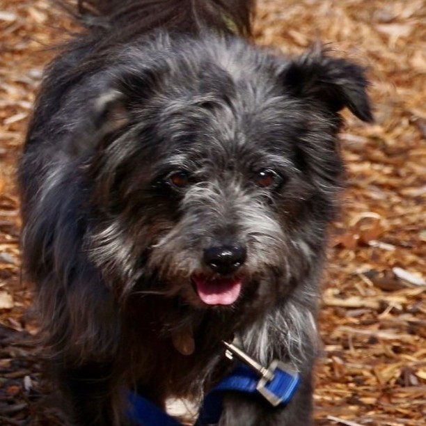 Meet Hector
Hector is an adorable 6-year-old fluff ball. While we don't know his real breed, we do know he has an amazing personality and just loves belly rubs.
Hector walks well on leash and seems to enjoy the company of other mellow dogs. He likely would also be fine with cats. What Hector really wants is a lap to sit in. He loves humans more than anything! The more attention the better. He will need a home that allows him on the couch and likely in the human bed to cuddle in at night.

This little muppet looking dog would likely do fine in most homes! For more info on Hector, check him out at www.petfinder.com/dog/hector-53726328/ma/scituate/scituate-animal-shelter-ma85/
<a target='_blank' href='https://www.instagram.com/explore/tags/adoptdontshop/'>#adoptdontshop</a> <a target='_blank' href='https://www.instagram.com/explore/tags/adoptpurelove/'>#adoptpurelove</a> <a target='_blank' href='https://www.instagram.com/explore/tags/dogs/'>#dogs</a> <a target='_blank' href='https://www.instagram.com/explore/tags/dogsofinstagram/'>#dogsofinstagram</a> <a target='_blank' href='https://www.instagram.com/explore/tags/woof/'>#woof</a> <a target='_blank' href='https://www.instagram.com/explore/tags/bark/'>#bark</a> # <a target='_blank' href='https://www.instagram.com/explore/tags/canine/'>#canine</a> <a target='_blank' href='https://www.instagram.com/explore/tags/dog/'>#dog</a> <a target='_blank' href='https://www.instagram.com/explore/tags/paws/'>#paws</a> <a target='_blank' href='https://www.instagram.com/explore/tags/cute/'>#cute</a> <a target='_blank' href='https://www.instagram.com/explore/tags/bowwow/'>#bowwow</a> <a target='_blank' href='https://www.instagram.com/explore/tags/woof/'>#woof</a> <a target='_blank' href='https://www.instagram.com/explore/tags/boston/'>#boston</a> <a target='_blank' href='https://www.instagram.com/explore/tags/massachusetts/'>#massachusetts</a> <a target='_blank' href='https://www.instagram.com/explore/tags/scituateanimalshelter/'>#scituateanimalshelter</a> <a target='_blank' href='https://www.instagram.com/explore/tags/havenese/'>#havenese</a> <a target='_blank' href='https://www.instagram.com/explore/tags/scituatema/'>#scituatema</a> <a target='_blank' href='https://www.instagram.com/explore/tags/doglover/'>#doglover</a> <a target='_blank' href='https://www.instagram.com/explore/tags/mediumdogsofinstagram/'>#mediumdogsofinstagram</a> <a target='_blank' href='https://www.instagram.com/explore/tags/dogsrule/'>#dogsrule</a> <a target='_blank' href='https://www.instagram.com/explore/tags/affenpinscher/'>#affenpinscher</a> <a target='_blank' href='https://www.instagram.com/explore/tags/muppet/'>#muppet</a> <a target='_blank' href='https://www.instagram.com/explore/tags/cutie/'>#cutie</a> <a target='_blank' href='https://www.instagram.com/explore/tags/affenpinschersofinstagram/'>#affenpinschersofinstagram</a>