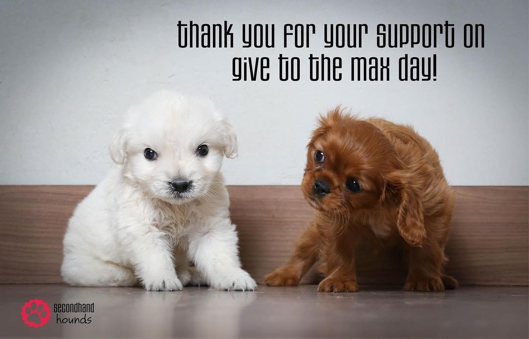 Last week, on Give to the Max Day, our tremendously generous community came together to donate more than HALF A MILLION DOLLRS for Secondhand Hounds 🤯🤩🥳 

We are extremely committed to making sure every dollar that was donated is spent in the best possible way to advance our mission. 

We will...

🐾 Say yes to thousands of animals in need
🐾 Assist in keeping pets with families that love them
🐾 Provide veterinary care to animals who have run out of options
🐾 Do more spay and neuter surgeries in underserviced communities to reduce overpopulation
🐾 Keep dreaming 

Last week, you opened doors for us. We have massive dreams and now we are able to start achieving them. Because you believe in us. Because you came together to give. Because you said yes 🙏

Thank you - donors, matchers, sharers. Dreammakers. You renew our belief in people every single day. Now it's time for us to get to work ❤️

<a target='_blank' href='https://www.instagram.com/explore/tags/grateful/'>#grateful</a> <a target='_blank' href='https://www.instagram.com/explore/tags/blessed/'>#blessed</a> <a target='_blank' href='https://www.instagram.com/explore/tags/thankyou/'>#thankyou</a> <a target='_blank' href='https://www.instagram.com/explore/tags/thankful/'>#thankful</a> <a target='_blank' href='https://www.instagram.com/explore/tags/dream/'>#dream</a> <a target='_blank' href='https://www.instagram.com/explore/tags/dreams/'>#dreams</a> <a target='_blank' href='https://www.instagram.com/explore/tags/work/'>#work</a> <a target='_blank' href='https://www.instagram.com/explore/tags/workhard/'>#workhard</a> amazing <a target='_blank' href='https://www.instagram.com/explore/tags/bestjobever/'>#bestjobever</a> <a target='_blank' href='https://www.instagram.com/explore/tags/puppies/'>#puppies</a> <a target='_blank' href='https://www.instagram.com/explore/tags/puppiesofinstagram/'>#puppiesofinstagram</a> <a target='_blank' href='https://www.instagram.com/explore/tags/puppylove/'>#puppylove</a> <a target='_blank' href='https://www.instagram.com/explore/tags/puppy/'>#puppy</a> <a target='_blank' href='https://www.instagram.com/explore/tags/puppyoftheday/'>#puppyoftheday</a> <a target='_blank' href='https://www.instagram.com/explore/tags/puppygram/'>#puppygram</a> <a target='_blank' href='https://www.instagram.com/explore/tags/sunday/'>#sunday</a> <a target='_blank' href='https://www.instagram.com/explore/tags/sundayfunday/'>#sundayfunday</a>