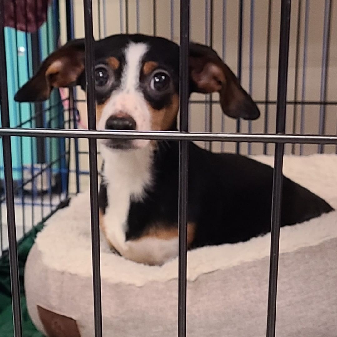 ❗️NEWS❗️ 23 dogs rescued from hoarding just arrived at our West Chester Campus. Saved by a PA shelter who asked for our help, we’ll medically evaluate each dog and groom those in poor condition. A few might be ready for adoption tomorrow, more in the coming days, and some are going to fosters. We’re accepting this large intake on top of our daily local work as one of the region’s only open access shelter; that means we take lost/stray animals from our service areas regardless of medical and behavior needs. Please support this important work with a <a target='_blank' href='https://www.instagram.com/explore/tags/GivingTuesday/'>#GivingTuesday</a> donation, with each $1 donated matched by a donor, up to $50,000: bvspca.org/givingtuesday (link in profile) <a target='_blank' href='https://www.instagram.com/explore/tags/givingtuesday2021/'>#givingtuesday2021</a> <a target='_blank' href='https://www.instagram.com/explore/tags/dachshund/'>#dachshund</a> <a target='_blank' href='https://www.instagram.com/explore/tags/shihtzu/'>#shihtzu</a> <a target='_blank' href='https://www.instagram.com/explore/tags/yorkie/'>#yorkie</a> <a target='_blank' href='https://www.instagram.com/explore/tags/bvspca/'>#bvspca</a>