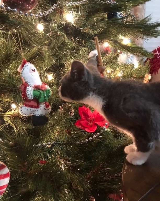 HAPPY HOLIDAYS FROM SANDY!
Hoping to be under your tree this holiday season. Visit our website to find out more.  www.catrangers.org