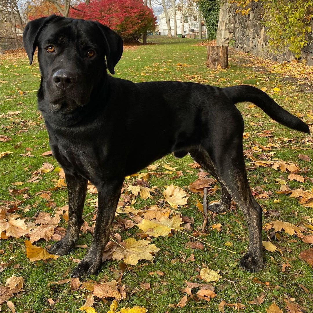 Meet Solo! A <a target='_blank' href='https://www.instagram.com/explore/tags/CaneCorso/'>#CaneCorso</a> mix this guy is true to his breed; weary of strangers but putty in your hand once he trusts you. Solo is a large puppy, still learning manners, gaining confidence and navigating life with a rough start. He is about 90lbs and still growing, so a large breed experienced home is required. Smart and eager to please Solo has shown us he wants to be the goodest boy, he knows sit, is working on down and most of the time walks in a perfect heel. Solo loves to play with dogs of all sizes but may be a bit much for dogs under 30lbs, he has zero body awareness and those giant paws may accidentally hurt a small dog. Fully vetted, and ready to go home Solo is looking for an adult only/older teen home, a dog companion would be fantastic and we have not yet cat tested him. 
🐾
Follow the link in our bio to apply for Solo or one of our other great dogs. We have some dogs looking for homes with a bunch more arriving next weekend (click the Coming Soon button to see them!). 
:
:
:
<a target='_blank' href='https://www.instagram.com/explore/tags/canecorsopuppy/'>#canecorsopuppy</a> <a target='_blank' href='https://www.instagram.com/explore/tags/canecorsoofinstagram/'>#canecorsoofinstagram</a> <a target='_blank' href='https://www.instagram.com/explore/tags/mutt/'>#mutt</a> <a target='_blank' href='https://www.instagram.com/explore/tags/goodboy/'>#goodboy</a> <a target='_blank' href='https://www.instagram.com/explore/tags/lab/'>#lab</a> <a target='_blank' href='https://www.instagram.com/explore/tags/labrador/'>#labrador</a> <a target='_blank' href='https://www.instagram.com/explore/tags/labmix/'>#labmix</a> <a target='_blank' href='https://www.instagram.com/explore/tags/bigboy/'>#bigboy</a> <a target='_blank' href='https://www.instagram.com/explore/tags/adopt/'>#adopt</a> <a target='_blank' href='https://www.instagram.com/explore/tags/adoptdontshop/'>#adoptdontshop</a> <a target='_blank' href='https://www.instagram.com/explore/tags/adoption/'>#adoption</a> <a target='_blank' href='https://www.instagram.com/explore/tags/rescue/'>#rescue</a> <a target='_blank' href='https://www.instagram.com/explore/tags/rescuedog/'>#rescuedog</a> <a target='_blank' href='https://www.instagram.com/explore/tags/rescuedogsofinstagram/'>#rescuedogsofinstagram</a> <a target='_blank' href='https://www.instagram.com/explore/tags/rescued/'>#rescued</a> <a target='_blank' href='https://www.instagram.com/explore/tags/rescuedismyfavoritebreed/'>#rescuedismyfavoritebreed</a> <a target='_blank' href='https://www.instagram.com/explore/tags/cute/'>#cute</a> <a target='_blank' href='https://www.instagram.com/explore/tags/blacklab/'>#blacklab</a> <a target='_blank' href='https://www.instagram.com/explore/tags/blackdog/'>#blackdog</a> <a target='_blank' href='https://www.instagram.com/explore/tags/dog/'>#dog</a> <a target='_blank' href='https://www.instagram.com/explore/tags/dogmom/'>#dogmom</a> <a target='_blank' href='https://www.instagram.com/explore/tags/dogdad/'>#dogdad</a> <a target='_blank' href='https://www.instagram.com/explore/tags/dogsofinstagram/'>#dogsofinstagram</a> <a target='_blank' href='https://www.instagram.com/explore/tags/autumn/'>#autumn</a> <a target='_blank' href='https://www.instagram.com/explore/tags/fall/'>#fall</a> <a target='_blank' href='https://www.instagram.com/explore/tags/photooftheday/'>#photooftheday</a> <a target='_blank' href='https://www.instagram.com/explore/tags/dogslife/'>#dogslife</a> <a target='_blank' href='https://www.instagram.com/explore/tags/dogoftheday/'>#dogoftheday</a> <a target='_blank' href='https://www.instagram.com/explore/tags/mastiff/'>#mastiff</a>