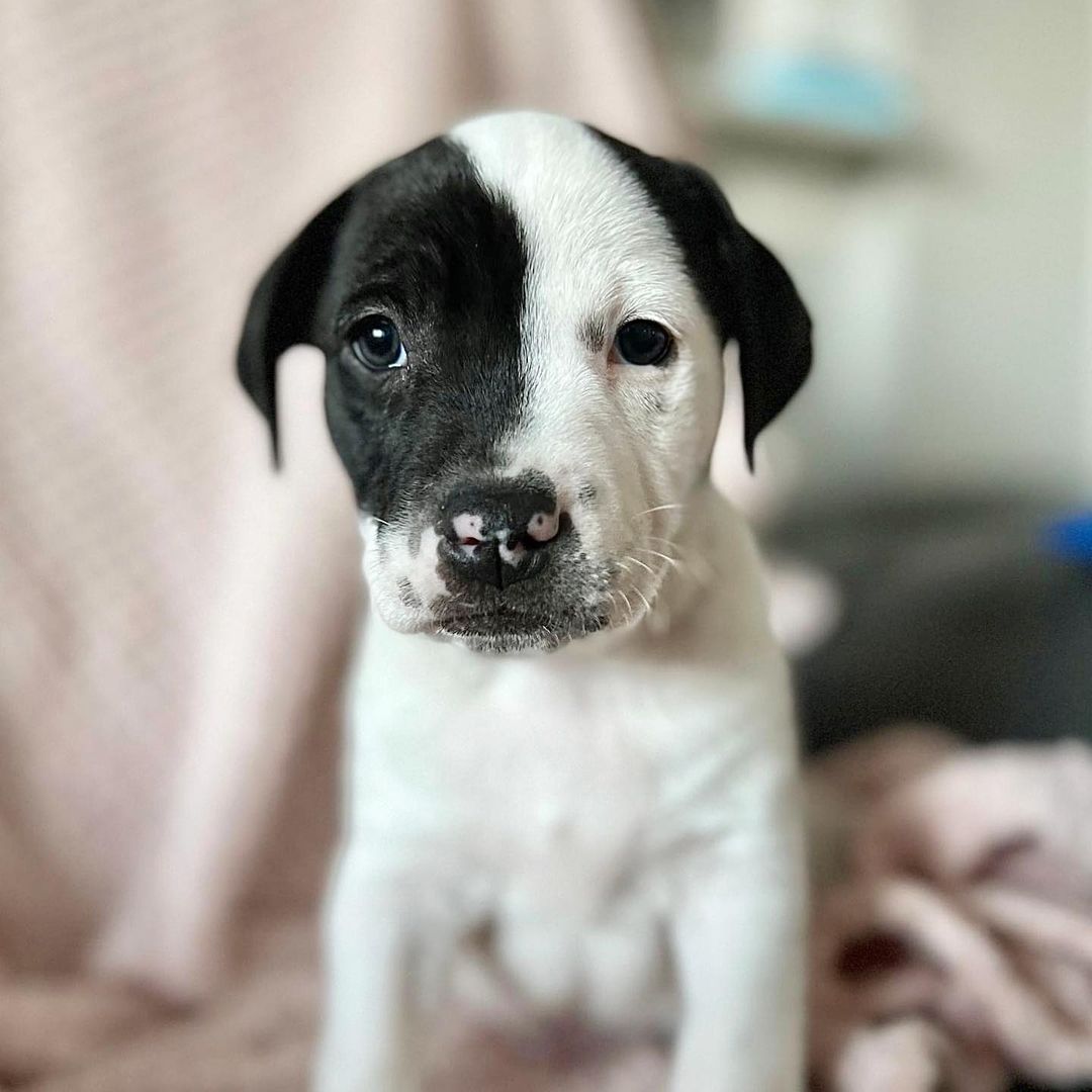 Meet Spud! 

This lovable chonky boi will absolutely melt your heart! He is very sweet and loves to cuddle. Sleeps all night in his crate without making a peep. He is working very hard on his potty training and is getting the hang of it. He would do great with another puppy or dog in the home as he’s still just a baby. Spud may just be the one you’ve been waiting for!

Spud is just 8 weeks old and a lab mix ready for happy ever after.

Apply to adopt Spud at savinghoperescue.org/adopt