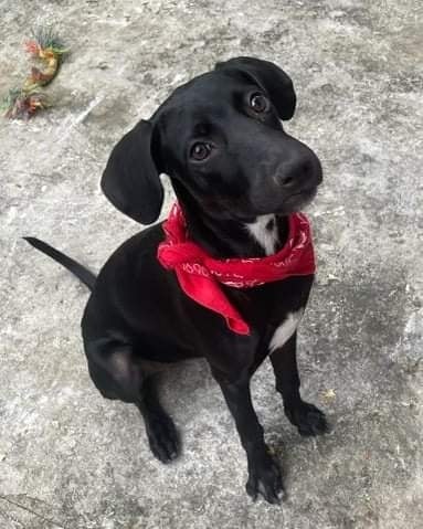 ***ADOPTION OPPORTUNITY***

Pepper is still looking for her forever home!

Pepper is an adventurous 6mo old Lab mix from Puerto Rico. She enjoys cats and other dogs. Pepper is mostly potty trained, and likes to have a kennel available to use as a safe space. She is experienced with older children, and absolutely loves to snuggle. Pepper is approximately 24lbs, and she is used to having a fenced-in yard.

If you are interested in Pepper please email Susan at susan_s53051@yahoo.com.

Our adoption area includes the state of Wisconsin, and parts of Northern Illinois.
-
-
-
<a target='_blank' href='https://www.instagram.com/explore/tags/rescuedogs/'>#rescuedogs</a> <a target='_blank' href='https://www.instagram.com/explore/tags/rescuedogsofinstagram/'>#rescuedogsofinstagram</a> <a target='_blank' href='https://www.instagram.com/explore/tags/wiadoptagolden/'>#wiadoptagolden</a> <a target='_blank' href='https://www.instagram.com/explore/tags/labmix/'>#labmix</a> <a target='_blank' href='https://www.instagram.com/explore/tags/mixedbreed/'>#mixedbreed</a> <a target='_blank' href='https://www.instagram.com/explore/tags/labmixesofinstagram/'>#labmixesofinstagram</a> <a target='_blank' href='https://www.instagram.com/explore/tags/adoptionopportunity/'>#adoptionopportunity</a> <a target='_blank' href='https://www.instagram.com/explore/tags/rescuedismyfavoritebreed/'>#rescuedismyfavoritebreed</a>