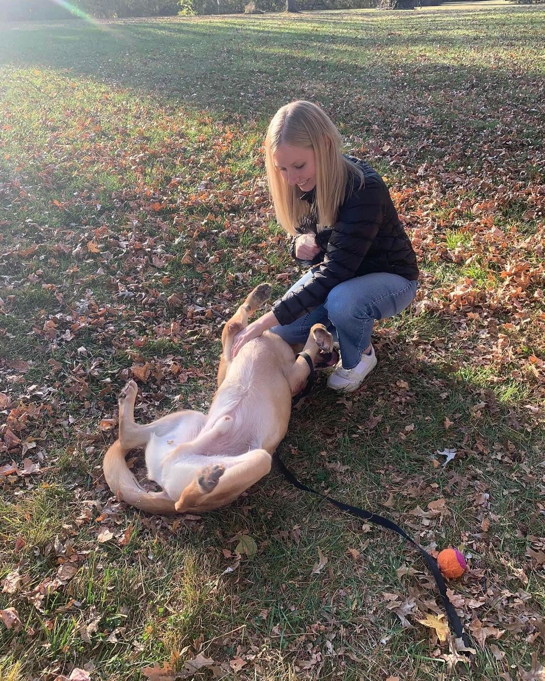 Lab lovers 🔊 we have your boy!! Meet handsome, smart and well behaved Dallas. 

Just like his city namesake, Dallas is big - 95 lbs of yellow lab love. Some stats on our sweet lug…
Great with dogs ✅ 
Nice to cats ✅ 
Fully potty trained and crate trained ✅✅
Walks well on a leash ✅
Knows many basic commands such as sit, stay and down ✅✅✅
Loves snuggles and playtime equally ✅✅

Like many labs, Dallas tore his ACL playing with his friends, but we are covering his surgery and he should have no long term effects. He also prefers a home without small children, but would welcome other animals living with him. 

Here are a few words from one of our volunteers/fosters who has spent time with Dallas in her home:

“From my experience I can say he is such a good boy! Dallas is crate trained, fully potty trained, knows commands like sit, shake, and down. He is good on a leash and enjoys his walks. He is a very happy boy and loves attention and belly rubs. He also LOVES to play fetch. Dallas enjoys meeting other dogs and seems to ignore our cat so far. He is perfect for anyone looking for a classic happy-go-lucky lab.”

What a very good boy! Fill out an app to bring this handsome labby pup home! 💛💛💛

<a target='_blank' href='https://www.instagram.com/explore/tags/adoptme/'>#adoptme</a> <a target='_blank' href='https://www.instagram.com/explore/tags/lab/'>#lab</a> <a target='_blank' href='https://www.instagram.com/explore/tags/rescuelab/'>#rescuelab</a> <a target='_blank' href='https://www.instagram.com/explore/tags/rescuedog/'>#rescuedog</a> <a target='_blank' href='https://www.instagram.com/explore/tags/bigboy/'>#bigboy</a> <a target='_blank' href='https://www.instagram.com/explore/tags/yellowlab/'>#yellowlab</a> <a target='_blank' href='https://www.instagram.com/explore/tags/dogsofstl/'>#dogsofstl</a> <a target='_blank' href='https://www.instagram.com/explore/tags/dogsofstlouis/'>#dogsofstlouis</a> <a target='_blank' href='https://www.instagram.com/explore/tags/homefortheholidays/'>#homefortheholidays</a> <a target='_blank' href='https://www.instagram.com/explore/tags/pickme/'>#pickme</a> <a target='_blank' href='https://www.instagram.com/explore/tags/handsome/'>#handsome</a> <a target='_blank' href='https://www.instagram.com/explore/tags/labrador/'>#labrador</a>