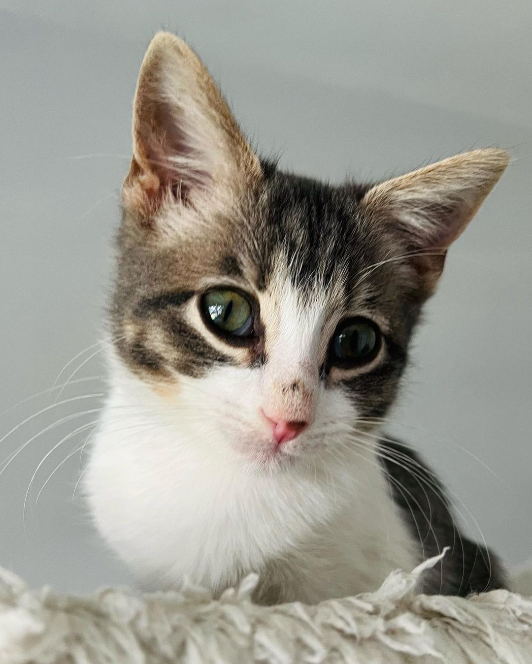 Hi Poppy!
This little cutie came into CAAT when a good Samaritan reached out to us for help. Her boyfriend was traveling in New Mexico when he found the little kitten outside. She was too little to leave on the street so he brought her in. She then called us and asked if he drove her back with him if we could rescue back. Luckily a new foster had just applied so we were able to bring her on. That was a few weeks ago and now she’s about 11 weeks old and ready for adoption! 
This little one is the purrfect little package. Playful, silly and fun. But then when she’s done playing she loves to get her cuddles on. Looking for a sweet sleeping partner? 
Since Poppy has been a Singleton she definitely is looking for a home with another cat so that she can finally play and be with another kitty. This is super important for her development. 
Poppy is also sort of a messy little eater and loves her food! 😂❤️ It’s giving her a little bit of acne on her nose from diving her face into the bowl. 😂😍🤦🏻‍♀️ As a tiny kitten she had to fend for herself on the streets, but hopefully she will start to realize soon that the food supply isn’t going away for her anytime soon. ❤️
DM for an adoption questionnaire for Poppy!
.
.
,
,
,
.
,
.
.
.
,
<a target='_blank' href='https://www.instagram.com/explore/tags/streetstothesheets/'>#streetstothesheets</a><a target='_blank' href='https://www.instagram.com/explore/tags/tabbykitten/'>#tabbykitten</a><a target='_blank' href='https://www.instagram.com/explore/tags/catpics/'>#catpics</a><a target='_blank' href='https://www.instagram.com/explore/tags/catlife/'>#catlife</a><a target='_blank' href='https://www.instagram.com/explore/tags/catfoster/'>#catfoster</a><a target='_blank' href='https://www.instagram.com/explore/tags/huffgrampost/'>#huffgrampost</a><a target='_blank' href='https://www.instagram.com/explore/tags/spayandneuter/'>#spayandneuter</a><a target='_blank' href='https://www.instagram.com/explore/tags/kittiesofinstagram/'>#kittiesofinstagram</a><a target='_blank' href='https://www.instagram.com/explore/tags/kittenlife/'>#kittenlife</a><a target='_blank' href='https://www.instagram.com/explore/tags/adoptme/'>#adoptme</a><a target='_blank' href='https://www.instagram.com/explore/tags/catfoster/'>#catfoster</a><a target='_blank' href='https://www.instagram.com/explore/tags/kittenfoster/'>#kittenfoster</a><a target='_blank' href='https://www.instagram.com/explore/tags/meowmonday/'>#meowmonday</a><a target='_blank' href='https://www.instagram.com/explore/tags/longbeach/'>#longbeach</a><a target='_blank' href='https://www.instagram.com/explore/tags/kittykat/'>#kittykat</a><a target='_blank' href='https://www.instagram.com/explore/tags/adoptdontshop/'>#adoptdontshop</a>