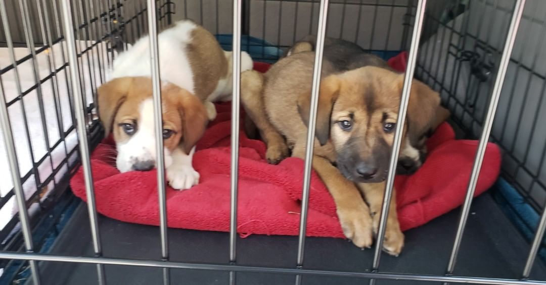 ❌🎄❌🎄❌🎄❌🎄
Urgent funds needed! Yesterday we got 3 St Bernard puppies unfortunately all 3 have parvo! We are trying desperately to save their lives! They are at On Point as quoted $1500.00 a dog to save them! If you can help us please donate or you can call and make a donation to them! Please say some prayers for these 3 sweet babies! ❌❌❌❌❌❌❌❌❌❌

Paypal : http://paypal.me/aaartinc