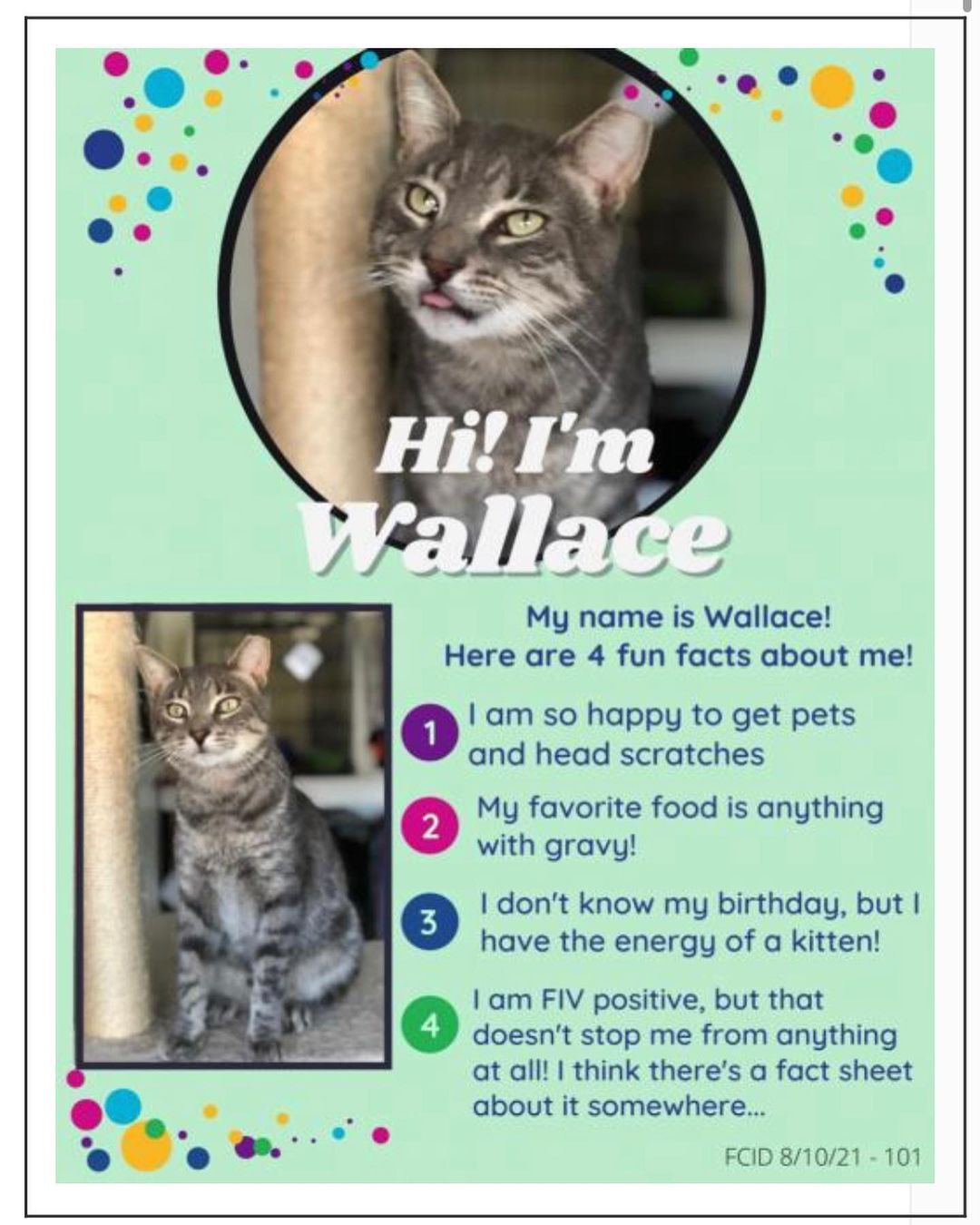 Meet Wallace & Polo💙💙

They may be FIV+ but are here to show you <a target='_blank' href='https://www.instagram.com/explore/tags/fivisnobigdeal/'>#fivisnobigdeal</a> !! These handsome hunks are buds—they are both sweet & cuddly & love to be shown attention/affection. They’ve been patiently waiting for their furever homes since  August/May (respectively)😢

Won’t you please take a moment on this Cyber Monday to fill out a no-obligation app via link in bio? We can’t wait for you to meet one or both of them🐈‍⬛🐈. Thank you! 

<a target='_blank' href='https://www.instagram.com/explore/tags/forgottencats/'>#forgottencats</a> <a target='_blank' href='https://www.instagram.com/explore/tags/fivcatsofinstagram/'>#fivcatsofinstagram</a>