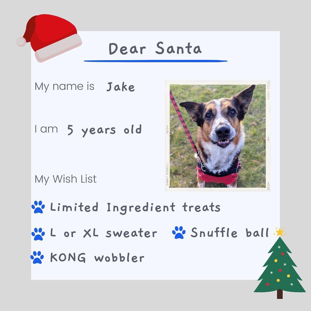 The shelter dogs have written their letters to Santa! 📬

While their number one wish is to be adopted and in a home, there are items that would make a difference in their stay at the shelter. 

With less than a month until Christmas, we are sharing their Wish Lists and hope to be able to give each dog a special gift! If the dog is adopted, their gift will be shared with any new dogs in the shelter. 

Love from, 
Jake, Buddy, Lucy, Casper & Troy!

<a target='_blank' href='https://www.instagram.com/explore/tags/shelterdogs/'>#shelterdogs</a> <a target='_blank' href='https://www.instagram.com/explore/tags/lettertosanta/'>#lettertosanta</a> <a target='_blank' href='https://www.instagram.com/explore/tags/rescuedogsofinstagram/'>#rescuedogsofinstagram</a> <a target='_blank' href='https://www.instagram.com/explore/tags/wishlist/'>#wishlist</a> <a target='_blank' href='https://www.instagram.com/explore/tags/dogs/'>#dogs</a> <a target='_blank' href='https://www.instagram.com/explore/tags/christmas/'>#christmas</a> <a target='_blank' href='https://www.instagram.com/explore/tags/santapaws/'>#santapaws</a> 
@kongcompany @bennybullys @walnutgroveboarding @justinspetstore @allcreaturescobourg @petvaluporthope @paulmacspets