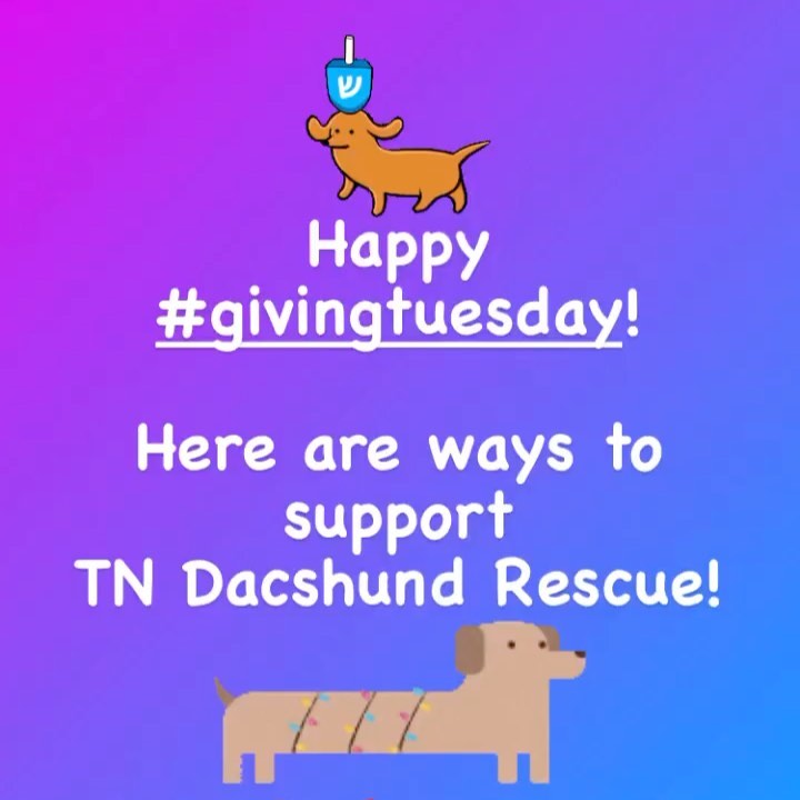 Happy <a target='_blank' href='https://www.instagram.com/explore/tags/givingtuesday/'>#givingtuesday</a> Everyone! ✨💙🙏
If you would like to support Tennessee Dachshund Rescue and our mission to help the homeless pups of TN no matter their age or condition, here is how you can help!
💫Donate: Venmo + Paypal - @tndachshundrescue
💫Facebook (aka Meta) is matching $8 MILLION is donations! Follow + donate there: @tndachshundrescue
💫Buy: a gift that gives twice! TDR shirts make great gifts for a cause. Purchase one here: https://www.bonfire.com/tennessee-dachshund-rescue-4/?fbclid=IwAR39uva9o1lKS_b1oof0peijqG5dYOlzjDhYvJKI9vHoblqzqhG2VdGY8s8 
(Or check our stories or FB page for the link!🙃)

Thank you ALL for being our angels all year long as we help these sweet <a target='_blank' href='https://www.instagram.com/explore/tags/doxies/'>#doxies</a> <a target='_blank' href='https://www.instagram.com/explore/tags/dachshunds/'>#dachshunds</a> <a target='_blank' href='https://www.instagram.com/explore/tags/sausagedogs/'>#sausagedogs</a> <a target='_blank' href='https://www.instagram.com/explore/tags/rescuedogs/'>#rescuedogs</a> or however you name these precious pups. WE CAN’T DO THIS WITHOUT YOU. 💜 
Happy Holidays! 
Love, 
Tennessee Dachshund Rescue
.
.
.
<a target='_blank' href='https://www.instagram.com/explore/tags/tennessee/'>#tennessee</a> <a target='_blank' href='https://www.instagram.com/explore/tags/goodvibes/'>#goodvibes</a> <a target='_blank' href='https://www.instagram.com/explore/tags/happyholidays/'>#happyholidays</a> <a target='_blank' href='https://www.instagram.com/explore/tags/love/'>#love</a>