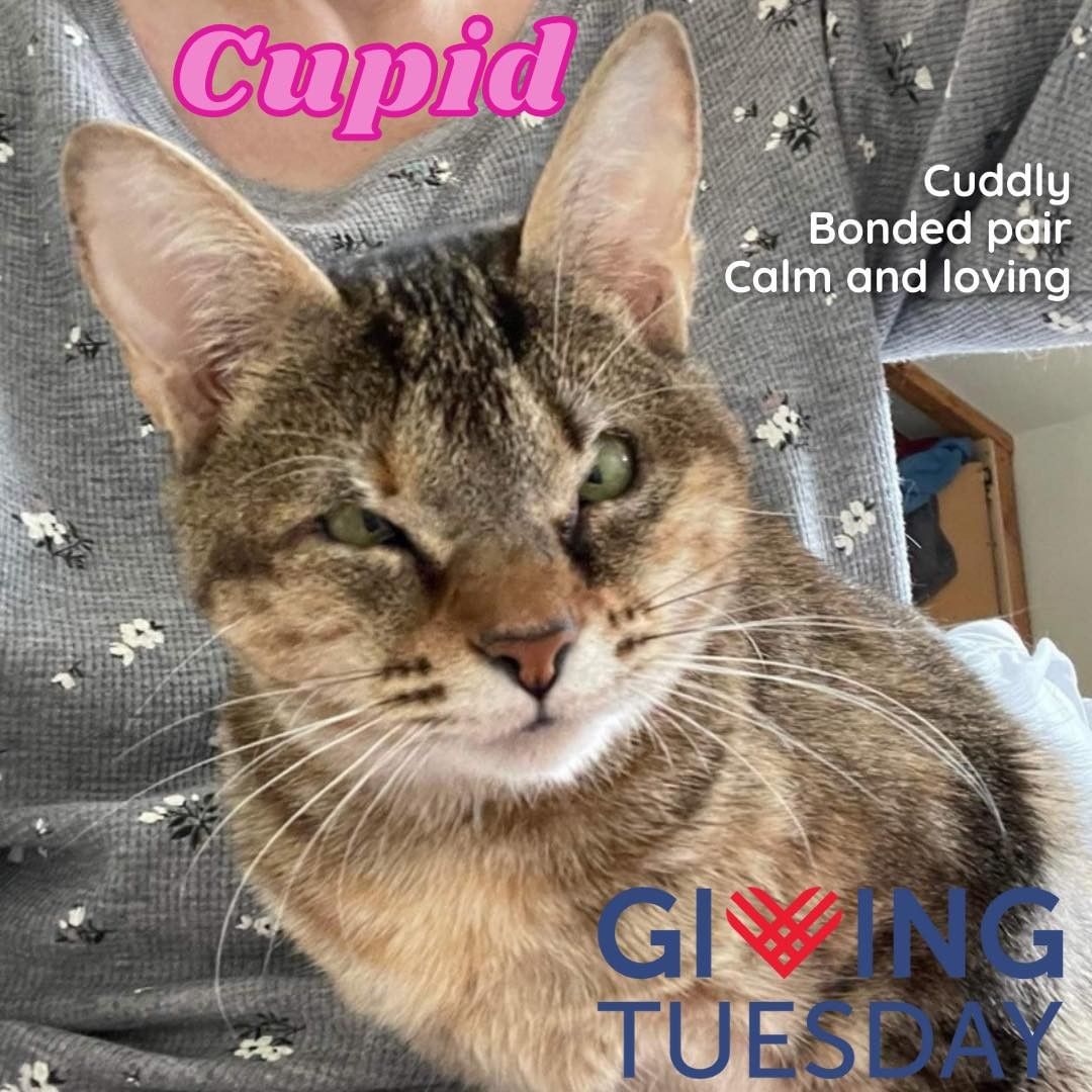 Today is <a target='_blank' href='https://www.instagram.com/explore/tags/givingtuesday/'>#givingtuesday</a> and seems like the perfect day for an update on sweetheart Cupid. Just like her namesake, she oozes love and affection. 

She recently completed her third surgery. She went through the complex process of having her eye lids repaired from eyelid agenesis, needing two surgeries. Then her diligent foster noticed she was walking in an abnormal way. She needed her hips stabilized as her hip sockets were far too narrow. She recently finished her recovery and was such a brave and strong girl. 

She was patient with her recovery and exceeded all expectations. Cupid is as strong and brave as she is sweet. She’s back to herself and has free roam of the house again, getting to play, hangout and snuggle with best friend Poppet and her other foster friends. 

We know we have had to fundraise a lot for Cupid. Her surgeries and care so far has cost us over $10,000. She deserves to live a happy and pain free life and we committed to providing her that no matter the cost. With your help and donations we have been able to keep that promise to her and we are so grateful and want to express our gratitude on behalf of Cupid and Poppet as well. 

Cupid has a few more appointments to complete before her and Poppet are ready to start their search for their forever home, paw in paw, as best friends forever. Cupid will have a follow up with both her eye surgeon and our partner vet who did her hip surgery. 

To donate, etransfers at info@teamcatrescue.ca, see the link below or in our bio. Donations of $20+ are eligible for a tax receipt, please email us your address. https://www.canadahelps.org/en/charities/team-cat-rescue-incorporated/giving-tuesday-2021

.
.
.
.
.
.
.
.
.
.
<a target='_blank' href='https://www.instagram.com/explore/tags/teamcatrescue/'>#teamcatrescue</a> <a target='_blank' href='https://www.instagram.com/explore/tags/adoptacat/'>#adoptacat</a> <a target='_blank' href='https://www.instagram.com/explore/tags/adoptdontshop/'>#adoptdontshop</a> <a target='_blank' href='https://www.instagram.com/explore/tags/catrescue/'>#catrescue</a> <a target='_blank' href='https://www.instagram.com/explore/tags/rescuecat/'>#rescuecat</a> <a target='_blank' href='https://www.instagram.com/explore/tags/adopt/'>#adopt</a> <a target='_blank' href='https://www.instagram.com/explore/tags/adoption/'>#adoption</a> <a target='_blank' href='https://www.instagram.com/explore/tags/love/'>#love</a> <a target='_blank' href='https://www.instagram.com/explore/tags/catlovers/'>#catlovers</a> <a target='_blank' href='https://www.instagram.com/explore/tags/catlife/'>#catlife</a> <a target='_blank' href='https://www.instagram.com/explore/tags/cute/'>#cute</a> <a target='_blank' href='https://www.instagram.com/explore/tags/happy/'>#happy</a> <a target='_blank' href='https://www.instagram.com/explore/tags/toronto/'>#toronto</a> <a target='_blank' href='https://www.instagram.com/explore/tags/ilovemycat/'>#ilovemycat</a> <a target='_blank' href='https://www.instagram.com/explore/tags/cat/'>#cat</a> <a target='_blank' href='https://www.instagram.com/explore/tags/adoptcat/'>#adoptcat</a> <a target='_blank' href='https://www.instagram.com/explore/tags/nonprofit/'>#nonprofit</a> <a target='_blank' href='https://www.instagram.com/explore/tags/charity/'>#charity</a> <a target='_blank' href='https://www.instagram.com/explore/tags/follow/'>#follow</a> <a target='_blank' href='https://www.instagram.com/explore/tags/instagood/'>#instagood</a> <a target='_blank' href='https://www.instagram.com/explore/tags/catsofinstagram/'>#catsofinstagram</a> <a target='_blank' href='https://www.instagram.com/explore/tags/cats_of_instagram/'>#cats_of_instagram</a>