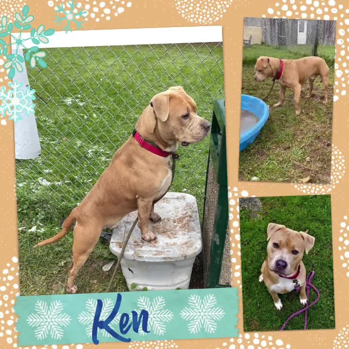 More of Ken: This 2yr old boy was brought in as a stray. He can be a little bit shy, but with love & patience he comes around pretty quick! He loves his play dates & enjoys his walks. As you can also see, he enjoys playing in the pool & with ice. Email any inquiries: frontdesk1@cnyspca.org & fill out app: https://buff.ly/3xBAyWZ to meet this handsome boy⠀
⠀
<a target='_blank' href='https://www.instagram.com/explore/tags/adoptme/'>#adoptme</a>⠀
<a target='_blank' href='https://www.instagram.com/explore/tags/adoptdontshop/'>#adoptdontshop</a>