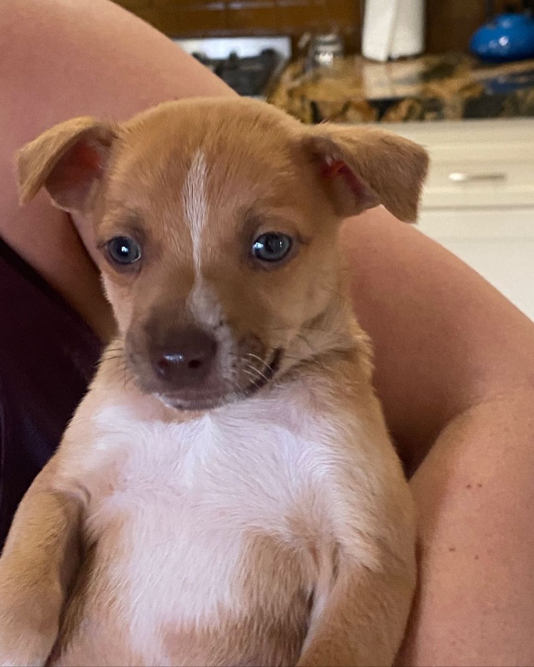 ⚠️ SAMANTHA & STEVE 👋🏻
🧡 Still need a home! 💕

💕 SAMANTHA - 8 week old, female, terrier mix. Expected to be 10-15 lbs fully grown. (Cream Coloring). 

Samantha is the princess of the bunch! She's the first one to be ready to play. She loves toys, to nibble just about anything, and most of all to snuggle. She's not afraid of anything. Even big dogs.  She's petite and precious. 

🧡 STEVE - 8 week old, male, terrier mix. Expected to be 10-15 lbs fully grown. (Brown Coloring). 

Steve is a very sweet boy who's always up for playtime and kisses!  He's got great energy and loves to be held.  He is great with kids and other dogs. 

To apply to adopt Steve or Samantha (or both!) into your home please submit an adoption application on our website! 

📮 WagmorPets.org/Adoption 

🧡👋🏻 Can’t adopt? Help us find these puppies a home by sharing this post with your friends and family! 

🐶 <a target='_blank' href='https://www.instagram.com/explore/tags/wagmorpets/'>#wagmorpets</a> <a target='_blank' href='https://www.instagram.com/explore/tags/puppiesforall/'>#puppiesforall</a> <a target='_blank' href='https://www.instagram.com/explore/tags/puppiesofinstagram/'>#puppiesofinstagram</a> <a target='_blank' href='https://www.instagram.com/explore/tags/terrierpuppy/'>#terrierpuppy</a> <a target='_blank' href='https://www.instagram.com/explore/tags/puppies/'>#puppies</a> <a target='_blank' href='https://www.instagram.com/explore/tags/dogs/'>#dogs</a> 🐶