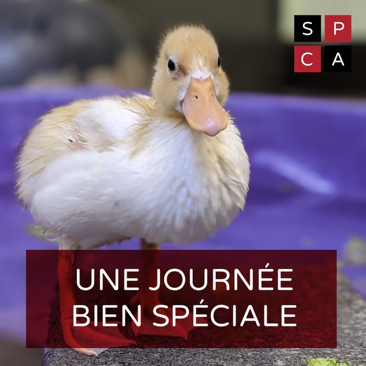 MARDI JE DONNE – DOUBLEZ VOTRE DON 🦆🦔
En cette Journée mondiale de la générosité, nous vous invitons à faire un don à la SPCA de Montréal. 

Votre soutien aura une portée deux fois plus grande et nous permettra de donner une seconde chance à deux fois plus d’animaux alors que tous les dons recueillis seront doublés par le Fonds Bryant-Mapes pour le soin des chiens, et ce, pour une durée limitée! *Lien dans la bio*

Concrètement, votre don nous permettra de nous préparer pour 2022 afin de prendre soin des chatons de notre programme néonatal, d’offrir des services de consultation comportementale et de sensibiliser le public au bien-être animal.

En ce mardi spécial, ne manquez pas la chance d’aider encore plus d’animaux vulnérables. 

Merci à l’avance de votre générosité aujourd’hui, et tout au long de l’année.

//
GIVING TUESDAY – DOUBLE YOUR GIFT
For Giving Tuesday, please consider donating to the Montreal SPCA. Thanks to the Bryant-Mapes Fund for the Care of Dogs, for a limited time, your support will double in scope, allowing us to give twice as many animals a second chance.

Your gift will help us get ready to care for kittens in our neonatal program, provide behavioural counselling, and raise public awareness about animal welfare, among other projects on the horizon in 2022.

For Giving Tuesday, don't miss the chance to help even more vulnerable animals. * Link in bio*

Thank you in advance for your generosity, today and throughout the year.
.
.
<a target='_blank' href='https://www.instagram.com/explore/tags/doubleyourdonation/'>#doubleyourdonation</a> <a target='_blank' href='https://www.instagram.com/explore/tags/wecantdoitwithoutyou/'>#wecantdoitwithoutyou</a> <a target='_blank' href='https://www.instagram.com/explore/tags/adoptnevershop/'>#adoptnevershop</a> <a target='_blank' href='https://www.instagram.com/explore/tags/donate/'>#donate</a> <a target='_blank' href='https://www.instagram.com/explore/tags/donatenow/'>#donatenow</a> <a target='_blank' href='https://www.instagram.com/explore/tags/donatetoday/'>#donatetoday</a> <a target='_blank' href='https://www.instagram.com/explore/tags/donationsneeded/'>#donationsneeded</a> <a target='_blank' href='https://www.instagram.com/explore/tags/donationswelcome/'>#donationswelcome</a> 
<a target='_blank' href='https://www.instagram.com/explore/tags/instagood/'>#instagood</a> <a target='_blank' href='https://www.instagram.com/explore/tags/dogsofinstagram/'>#dogsofinstagram</a> <a target='_blank' href='https://www.instagram.com/explore/tags/rescuecats/'>#rescuecats</a> <a target='_blank' href='https://www.instagram.com/explore/tags/rescuedogs/'>#rescuedogs</a> <a target='_blank' href='https://www.instagram.com/explore/tags/nonprofit/'>#nonprofit</a> <a target='_blank' href='https://www.instagram.com/explore/tags/dogood/'>#dogood</a> <a target='_blank' href='https://www.instagram.com/explore/tags/giveback/'>#giveback</a> <a target='_blank' href='https://www.instagram.com/explore/tags/socialgood/'>#socialgood</a> <a target='_blank' href='https://www.instagram.com/explore/tags/spcademontreal/'>#spcademontreal</a> <a target='_blank' href='https://www.instagram.com/explore/tags/spcamontreal/'>#spcamontreal</a> <a target='_blank' href='https://www.instagram.com/explore/tags/montrealspca/'>#montrealspca</a> <a target='_blank' href='https://www.instagram.com/explore/tags/chiensduquebec/'>#chiensduquebec</a> <a target='_blank' href='https://www.instagram.com/explore/tags/animalsmatter/'>#animalsmatter</a> <a target='_blank' href='https://www.instagram.com/explore/tags/givingtuesdaynow/'>#givingtuesdaynow</a> <a target='_blank' href='https://www.instagram.com/explore/tags/givingtuesday2021/'>#givingtuesday2021</a> <a target='_blank' href='https://www.instagram.com/explore/tags/givingtuesdayca/'>#givingtuesdayca</a> <a target='_blank' href='https://www.instagram.com/explore/tags/mardijedonne/'>#mardijedonne</a> <a target='_blank' href='https://www.instagram.com/explore/tags/journ/'>#journ</a>éedelagénérosité