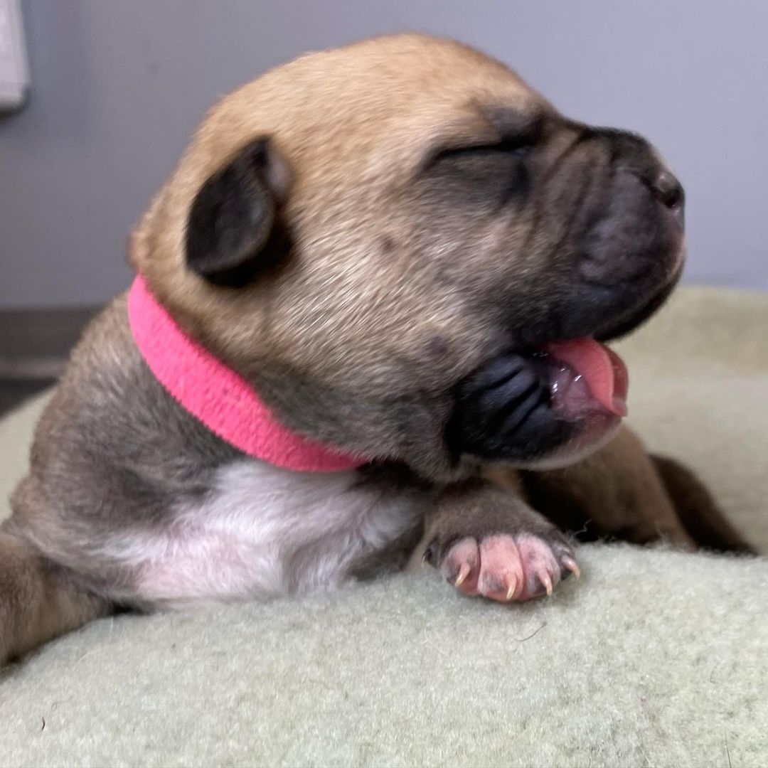 And another $1000 raised! Let’s keep it up! Meet Cranberry! One of 2 girls in the litter Cranberry has a near perfect circle on her chest. She’s the sleepy, full, Thanksgiving baby we posted. Cranberry never skips a meal and loves to snuggly her momma. 
🐾
It’s <a target='_blank' href='https://www.instagram.com/explore/tags/GivingTuesday/'>#GivingTuesday</a> and we’ll be introducing one puppy for every $1000 we raise! You shopped for yourself, family and friends on <a target='_blank' href='https://www.instagram.com/explore/tags/blackfriday/'>#blackfriday</a>, <a target='_blank' href='https://www.instagram.com/explore/tags/smallbusinesssaturday/'>#smallbusinesssaturday</a> and <a target='_blank' href='https://www.instagram.com/explore/tags/cybermonday/'>#cybermonday</a> so now it’s time to giveback! No donation is too small. Start a fundraiser on your pages, share with your friends, and help us save lives. 
🐾
Donate by following the link our bio to our website or the PayPal button, on this post, on our stories or to @venmo  @luckydogrefuge ! 
:
:
:
<a target='_blank' href='https://www.instagram.com/explore/tags/giveback/'>#giveback</a> <a target='_blank' href='https://www.instagram.com/explore/tags/givingback/'>#givingback</a> <a target='_blank' href='https://www.instagram.com/explore/tags/givingtuesday2021/'>#givingtuesday2021</a> <a target='_blank' href='https://www.instagram.com/explore/tags/payitforward/'>#payitforward</a> <a target='_blank' href='https://www.instagram.com/explore/tags/nonprofit/'>#nonprofit</a> <a target='_blank' href='https://www.instagram.com/explore/tags/adopt/'>#adopt</a> <a target='_blank' href='https://www.instagram.com/explore/tags/puppy/'>#puppy</a> <a target='_blank' href='https://www.instagram.com/explore/tags/puppiesofinstagram/'>#puppiesofinstagram</a> <a target='_blank' href='https://www.instagram.com/explore/tags/pup/'>#pup</a> <a target='_blank' href='https://www.instagram.com/explore/tags/puppylove/'>#puppylove</a> <a target='_blank' href='https://www.instagram.com/explore/tags/puppylife/'>#puppylife</a> <a target='_blank' href='https://www.instagram.com/explore/tags/puppies/'>#puppies</a> <a target='_blank' href='https://www.instagram.com/explore/tags/puppyoftheday/'>#puppyoftheday</a> <a target='_blank' href='https://www.instagram.com/explore/tags/brindle/'>#brindle</a> <a target='_blank' href='https://www.instagram.com/explore/tags/cute/'>#cute</a> <a target='_blank' href='https://www.instagram.com/explore/tags/rescued/'>#rescued</a> <a target='_blank' href='https://www.instagram.com/explore/tags/rescuedog/'>#rescuedog</a> <a target='_blank' href='https://www.instagram.com/explore/tags/1/'>#1</a> <a target='_blank' href='https://www.instagram.com/explore/tags/rescuedismyfavoritebreed/'>#rescuedismyfavoritebreed</a>