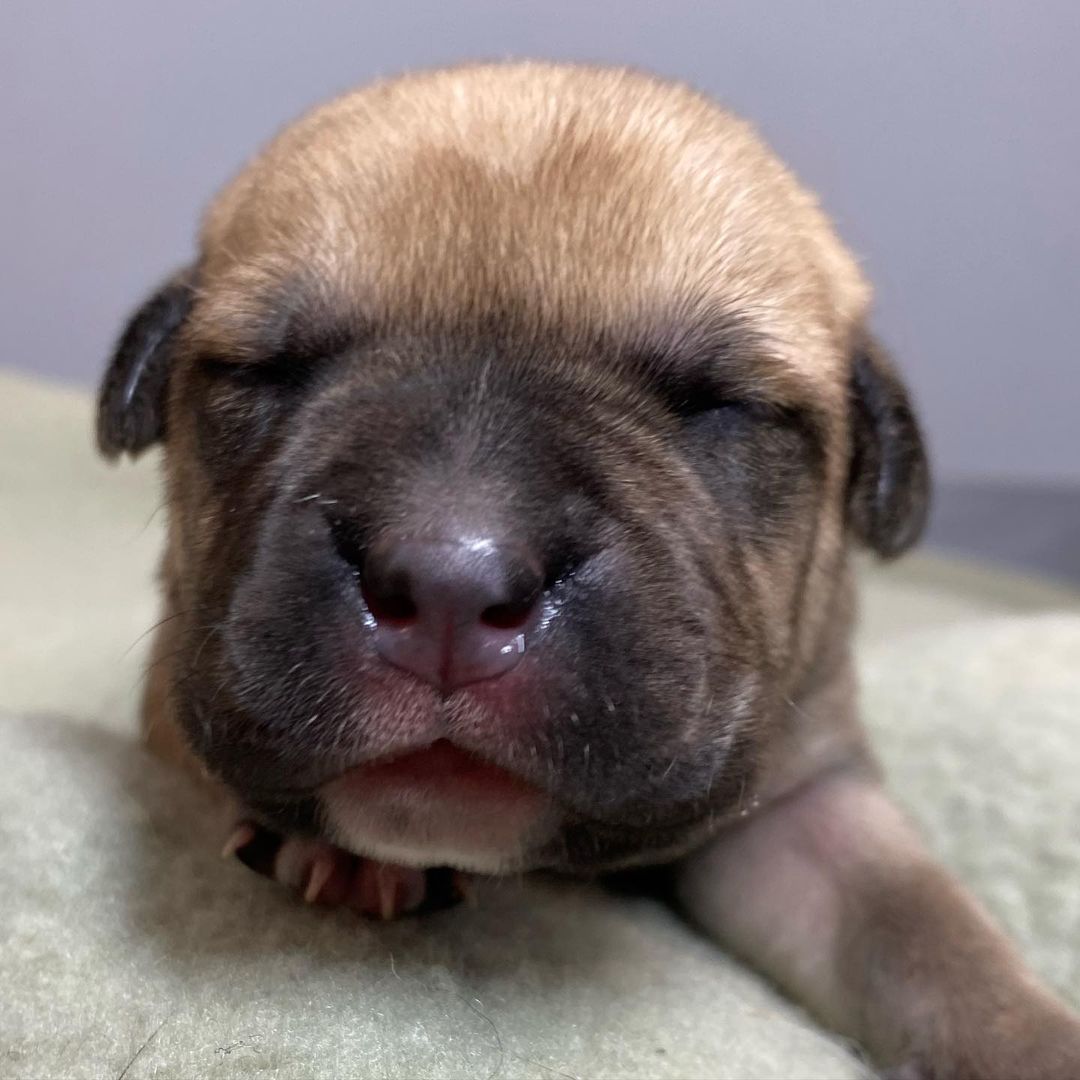 And another $1000 raised! Let’s keep it up! Meet Cranberry! One of 2 girls in the litter Cranberry has a near perfect circle on her chest. She’s the sleepy, full, Thanksgiving baby we posted. Cranberry never skips a meal and loves to snuggly her momma. 
🐾
It’s <a target='_blank' href='https://www.instagram.com/explore/tags/GivingTuesday/'>#GivingTuesday</a> and we’ll be introducing one puppy for every $1000 we raise! You shopped for yourself, family and friends on <a target='_blank' href='https://www.instagram.com/explore/tags/blackfriday/'>#blackfriday</a>, <a target='_blank' href='https://www.instagram.com/explore/tags/smallbusinesssaturday/'>#smallbusinesssaturday</a> and <a target='_blank' href='https://www.instagram.com/explore/tags/cybermonday/'>#cybermonday</a> so now it’s time to giveback! No donation is too small. Start a fundraiser on your pages, share with your friends, and help us save lives. 
🐾
Donate by following the link our bio to our website or the PayPal button, on this post, on our stories or to @venmo  @luckydogrefuge ! 
:
:
:
<a target='_blank' href='https://www.instagram.com/explore/tags/giveback/'>#giveback</a> <a target='_blank' href='https://www.instagram.com/explore/tags/givingback/'>#givingback</a> <a target='_blank' href='https://www.instagram.com/explore/tags/givingtuesday2021/'>#givingtuesday2021</a> <a target='_blank' href='https://www.instagram.com/explore/tags/payitforward/'>#payitforward</a> <a target='_blank' href='https://www.instagram.com/explore/tags/nonprofit/'>#nonprofit</a> <a target='_blank' href='https://www.instagram.com/explore/tags/adopt/'>#adopt</a> <a target='_blank' href='https://www.instagram.com/explore/tags/puppy/'>#puppy</a> <a target='_blank' href='https://www.instagram.com/explore/tags/puppiesofinstagram/'>#puppiesofinstagram</a> <a target='_blank' href='https://www.instagram.com/explore/tags/pup/'>#pup</a> <a target='_blank' href='https://www.instagram.com/explore/tags/puppylove/'>#puppylove</a> <a target='_blank' href='https://www.instagram.com/explore/tags/puppylife/'>#puppylife</a> <a target='_blank' href='https://www.instagram.com/explore/tags/puppies/'>#puppies</a> <a target='_blank' href='https://www.instagram.com/explore/tags/puppyoftheday/'>#puppyoftheday</a> <a target='_blank' href='https://www.instagram.com/explore/tags/brindle/'>#brindle</a> <a target='_blank' href='https://www.instagram.com/explore/tags/cute/'>#cute</a> <a target='_blank' href='https://www.instagram.com/explore/tags/rescued/'>#rescued</a> <a target='_blank' href='https://www.instagram.com/explore/tags/rescuedog/'>#rescuedog</a> <a target='_blank' href='https://www.instagram.com/explore/tags/1/'>#1</a> <a target='_blank' href='https://www.instagram.com/explore/tags/rescuedismyfavoritebreed/'>#rescuedismyfavoritebreed</a>