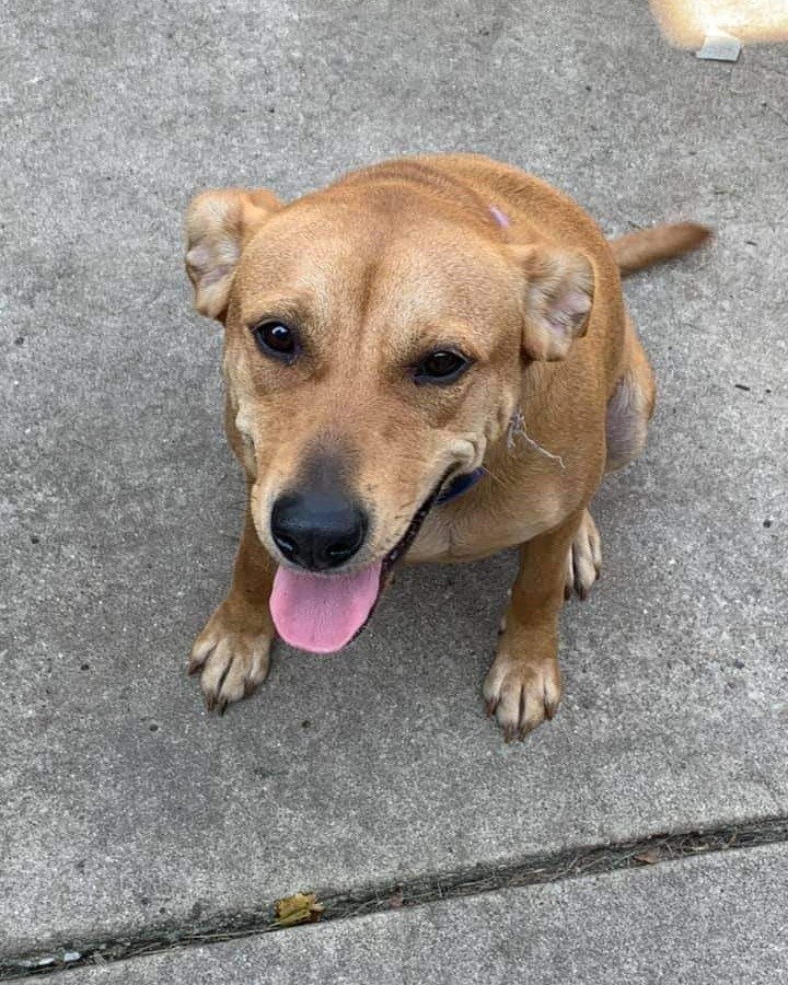 Hi I’m Puddin! I’m 2-years old and as my name suggests, I’m as sweet as puddin' pie! I’m a young girl so I still have lots of energy, and I haven’t met a toy I don’t like! I’d love an active family with a fenced yard and older kids. When I’m done playing I like to curl up with a human and take a nap. I’m also fully house trained and crate trained. Oh yea, and I love to give kisses! If you think I’d be a good fit for your family, please apply! I can’t wait to meet you!

To be considered the first step is to apply here: https://www.pawsup4rescue.org/dog-cat-applicaiton
We are located in Joliet Illinois and require adopters to be within a 100-mile radius to adopt. If your app is picked we will be in touch by phone to set up a private meet. If the dog is adopted we will post the adoption pic explaining they were adopted.
Information on fees can be found here: https://www.pawsup4rescue.org/adoptions
<a target='_blank' href='https://www.instagram.com/explore/tags/pu4r/'>#pu4r</a> <a target='_blank' href='https://www.instagram.com/explore/tags/fosterdog/'>#fosterdog</a> <a target='_blank' href='https://www.instagram.com/explore/tags/rescuedog/'>#rescuedog</a> <a target='_blank' href='https://www.instagram.com/explore/tags/pawsupmoms/'>#pawsupmoms</a> <a target='_blank' href='https://www.instagram.com/explore/tags/rescuedogsrock/'>#rescuedogsrock</a>  <a target='_blank' href='https://www.instagram.com/explore/tags/adoptdontshop/'>#adoptdontshop</a> <a target='_blank' href='https://www.instagram.com/explore/tags/puddin/'>#puddin</a>