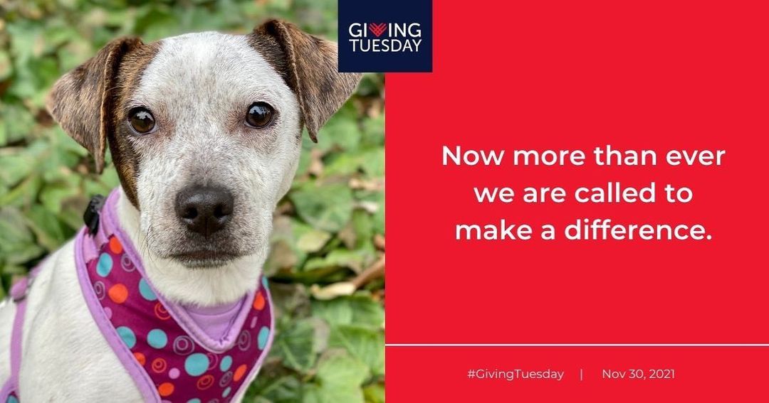 Giving Tuesday is TODAY and it’s more important than ever to give to these animals in need when they need it most. Any amount makes the biggest difference in saving the lives of these homeless animals so please consider Fuzzy Friends Rescue this Giving Tuesday.🐾