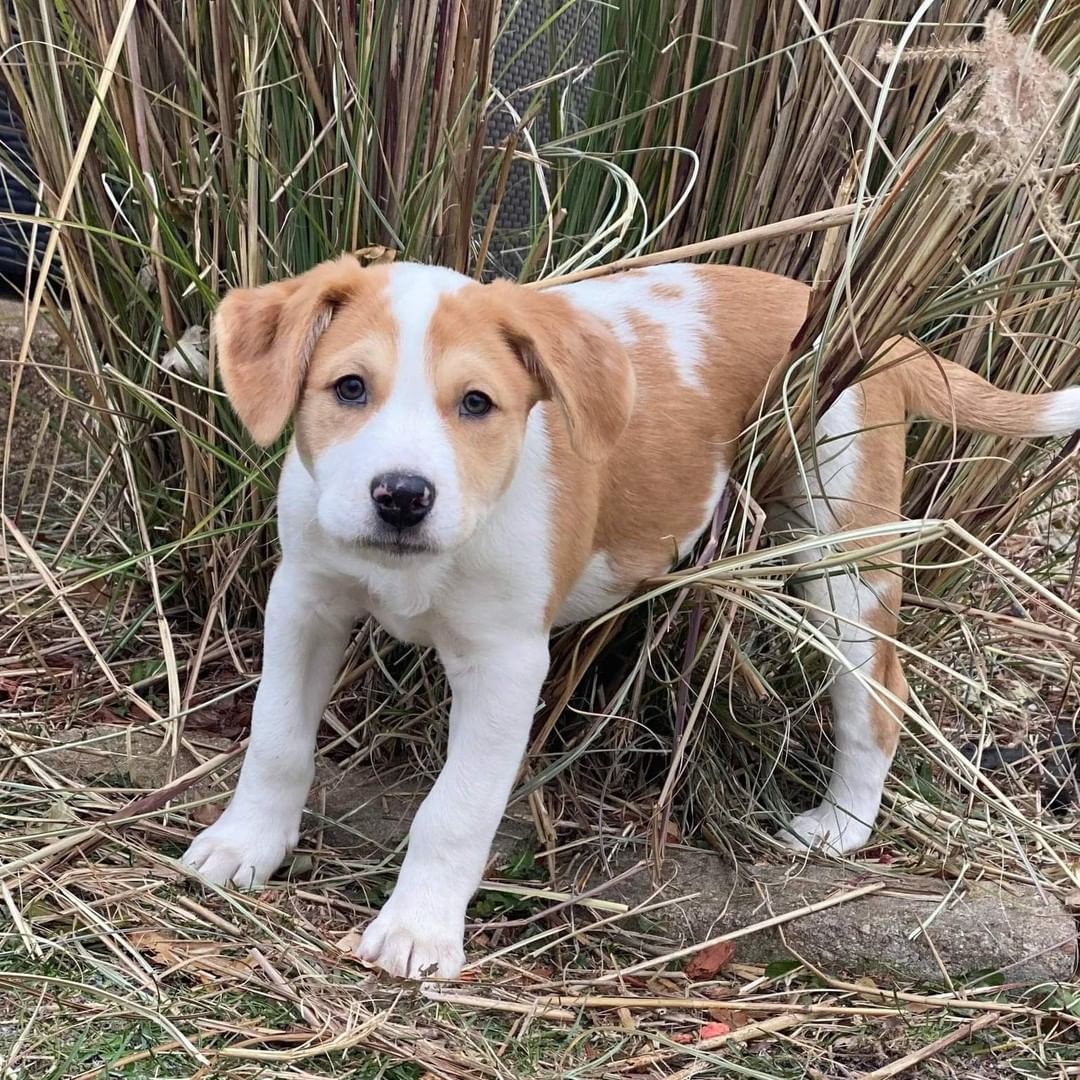 Gary is a very chill 11 week old, 13lb male Australian Shepard/Catahoula Leopard mix. He loves to be cuddled in the arms of people, and plays well with the other canines in his foster home. If napping is something you enjoy, Gary is your guy! He is expected to be a medium to large sized adult dog. Gary would do great in a home with or without a canine sibling. 

To be considered the first step is to apply here: https://www.pawsup4rescue.org/dog-cat-applicaiton 
We are located in Joliet Illinois and require adopters be within a 100-mile radius to adopt. If your app is picked we will be in touch by phone to set up a private meet.  If the dog is adopted we will post the adoption pic. Information on fees can be found here: https://www.pawsup4rescue.org/adoptions
<a target='_blank' href='https://www.instagram.com/explore/tags/pu4r/'>#pu4r</a> <a target='_blank' href='https://www.instagram.com/explore/tags/PawsUp4Rescue/'>#PawsUp4Rescue</a> <a target='_blank' href='https://www.instagram.com/explore/tags/fosterdog/'>#fosterdog</a> <a target='_blank' href='https://www.instagram.com/explore/tags/rescuedog/'>#rescuedog</a> <a target='_blank' href='https://www.instagram.com/explore/tags/adoptdontshop/'>#adoptdontshop</a>