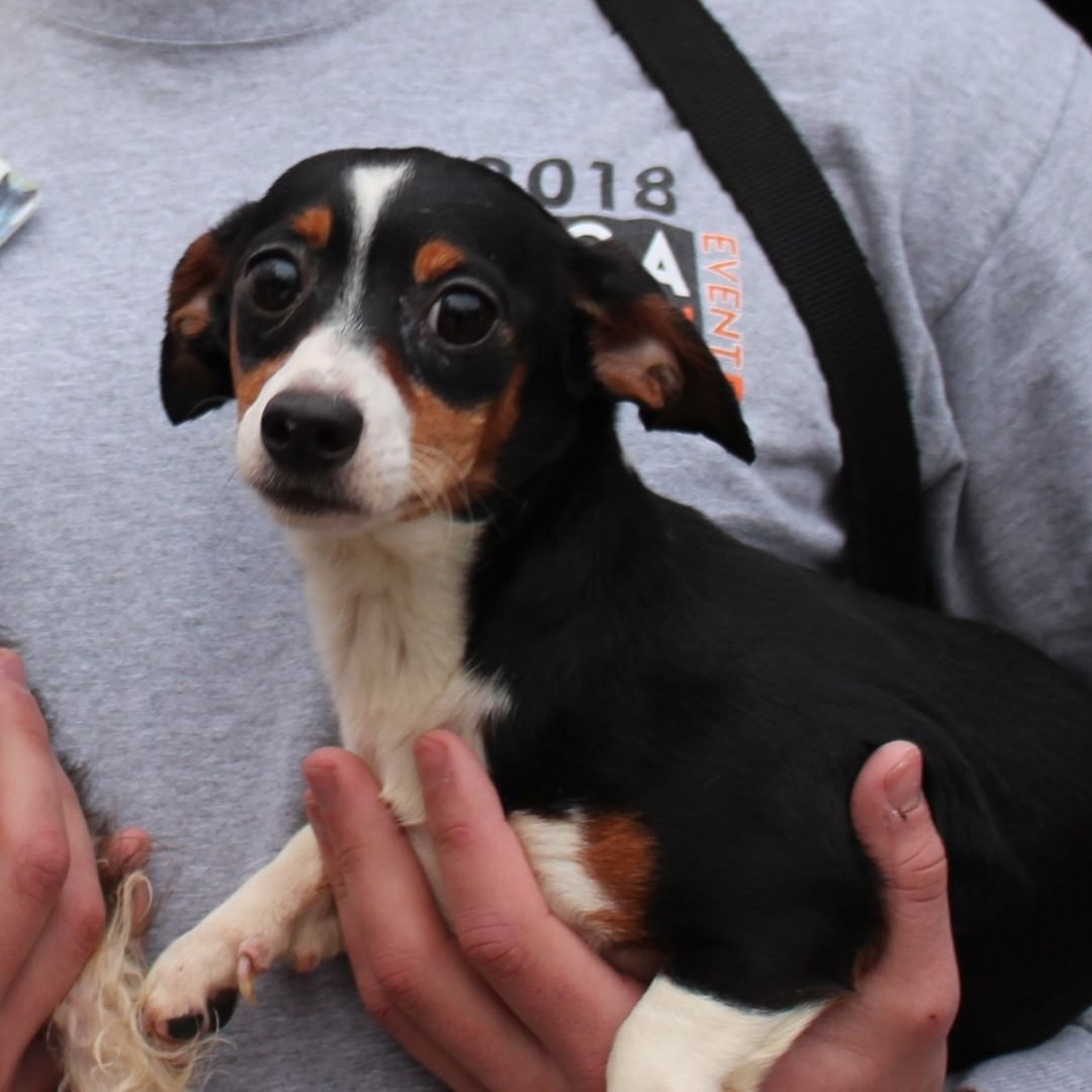 ❗️NEWS❗️ 23 dogs rescued from hoarding just arrived at our West Chester Campus. Saved by a PA shelter who asked for our help, we’ll medically evaluate each dog and groom those in poor condition. A few might be ready for adoption tomorrow, more in the coming days, and some are going to fosters. We’re accepting this large intake on top of our daily local work as one of the region’s only open access shelter; that means we take lost/stray animals from our service areas regardless of medical and behavior needs. Please support this important work with a <a target='_blank' href='https://www.instagram.com/explore/tags/GivingTuesday/'>#GivingTuesday</a> donation, with each $1 donated matched by a donor, up to $50,000: bvspca.org/givingtuesday (link in profile) <a target='_blank' href='https://www.instagram.com/explore/tags/givingtuesday2021/'>#givingtuesday2021</a> <a target='_blank' href='https://www.instagram.com/explore/tags/dachshund/'>#dachshund</a> <a target='_blank' href='https://www.instagram.com/explore/tags/shihtzu/'>#shihtzu</a> <a target='_blank' href='https://www.instagram.com/explore/tags/yorkie/'>#yorkie</a> <a target='_blank' href='https://www.instagram.com/explore/tags/bvspca/'>#bvspca</a>