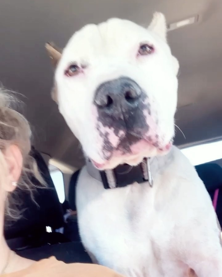 <a target='_blank' href='https://www.instagram.com/explore/tags/A5444139/'>#A5444139</a> 💜💜💜 Ghost is free, but our work is not even close to over. We went to corona animal emergency first for an exam, if he needed emergency surgery and so that they can lead us in the right direction as we’ve had really good experience with them in the past. 

Based just on x rays, looking and feeling the tumor, the doctor said it is very likely that it is a local malignant tumor, BUT we can’t know for certain if it metastasized in that area until we go get a ct scan which at vca is about $3,500 and then operate and biopsy which we are probably looking at anywhere between 4 to  6k for surgery. We will have more precise numbers once we get his appointment set which we wont be able to reach anyone until tomorrow. We just know it’s going to be even more than we expected. 

On a brighter note, he is absolutely the sweetest boy. He was giving kisses and had his head on my shoulder the entire drive to the hospital🥰 He is now going to get to rest at his loving foster home. 

He was scheduled to die on Friday bcuz the shelter said he was suffering. When we asked for more time to raise funds, once again it was “now or never.”🤦🏼‍♀️ They basically gave us 2 days so we took a chance in hopes that our good karma will pay off and we will have the financial support we need🙏🏼💕 

All he wants to do is explore everything and give kisses😭 Ghost deserves a fighting chance at life❤️🙏🏼 If you pledged towards his medical, please honor it. Our expenses are already through the roof and the amount of dogs we’ve pulled over the last few weeks alone requires so much and we can only keep doing what we are doing with the support of the beautiful likeminded humans who want to give these guys their best chance at the life they deserve. Thank you!! ❤️❤️❤️

Venmo: underdog-heroes
Paypal & zelle: info@underdogheroes.org
Mail a check: 19069 Van Buren blvd. Ste 114 pmb 144 Riverside, Ca. 92508