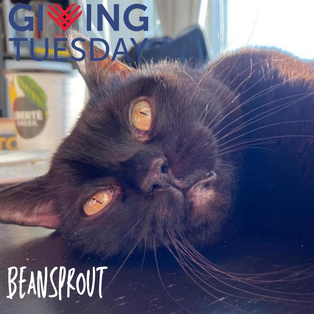 <a target='_blank' href='https://www.instagram.com/explore/tags/givingtuesday/'>#givingtuesday</a> is today, a day focused on charities and the important work they do. We work with death row cats, from high kill shelters. We have always been drawn to helping those with more unique needs, the medically complex and seniors. We pride ourselves in the complex cases we are able to take on and the community we have behind us. Our donors, who make the work we do possible, we couldn’t exist without you and we are forever grateful for your ongoing support and the work you allow us to do. Our volunteers, who work tirelessly at the countless jobs within the rescue, often hard challenging and thankless. And our fosters, who are also make everything possible, as we have no main location or shelter, our fosters are everything to us. 

Beansprout, who needs one last surgery we hope is soon, has been with us for 936 days today. Because of your support we can help Beansprout and so many cats like him. 

To donate, etransfers at info@teamcatrescue.ca, see the link below or in our bio. Donations of $20+ are eligible for a tax receipt, please email us your address. https://www.canadahelps.org/en/charities/team-cat-rescue-incorporated/giving-tuesday-2021

.
.
.
.
.
.
.
.
.
.
<a target='_blank' href='https://www.instagram.com/explore/tags/teamcatrescue/'>#teamcatrescue</a> <a target='_blank' href='https://www.instagram.com/explore/tags/adoptacat/'>#adoptacat</a> <a target='_blank' href='https://www.instagram.com/explore/tags/adoptdontshop/'>#adoptdontshop</a> <a target='_blank' href='https://www.instagram.com/explore/tags/catrescue/'>#catrescue</a> <a target='_blank' href='https://www.instagram.com/explore/tags/rescuecat/'>#rescuecat</a> <a target='_blank' href='https://www.instagram.com/explore/tags/adopt/'>#adopt</a> <a target='_blank' href='https://www.instagram.com/explore/tags/adoption/'>#adoption</a> <a target='_blank' href='https://www.instagram.com/explore/tags/love/'>#love</a> <a target='_blank' href='https://www.instagram.com/explore/tags/catlovers/'>#catlovers</a> <a target='_blank' href='https://www.instagram.com/explore/tags/catlife/'>#catlife</a> <a target='_blank' href='https://www.instagram.com/explore/tags/cute/'>#cute</a> <a target='_blank' href='https://www.instagram.com/explore/tags/happy/'>#happy</a> <a target='_blank' href='https://www.instagram.com/explore/tags/toronto/'>#toronto</a> <a target='_blank' href='https://www.instagram.com/explore/tags/ilovemycat/'>#ilovemycat</a> <a target='_blank' href='https://www.instagram.com/explore/tags/cat/'>#cat</a> <a target='_blank' href='https://www.instagram.com/explore/tags/adoptcat/'>#adoptcat</a> <a target='_blank' href='https://www.instagram.com/explore/tags/nonprofit/'>#nonprofit</a> <a target='_blank' href='https://www.instagram.com/explore/tags/charity/'>#charity</a> <a target='_blank' href='https://www.instagram.com/explore/tags/follow/'>#follow</a> <a target='_blank' href='https://www.instagram.com/explore/tags/instagood/'>#instagood</a> <a target='_blank' href='https://www.instagram.com/explore/tags/catsofinstagram/'>#catsofinstagram</a> <a target='_blank' href='https://www.instagram.com/explore/tags/cats_of_instagram/'>#cats_of_instagram</a>