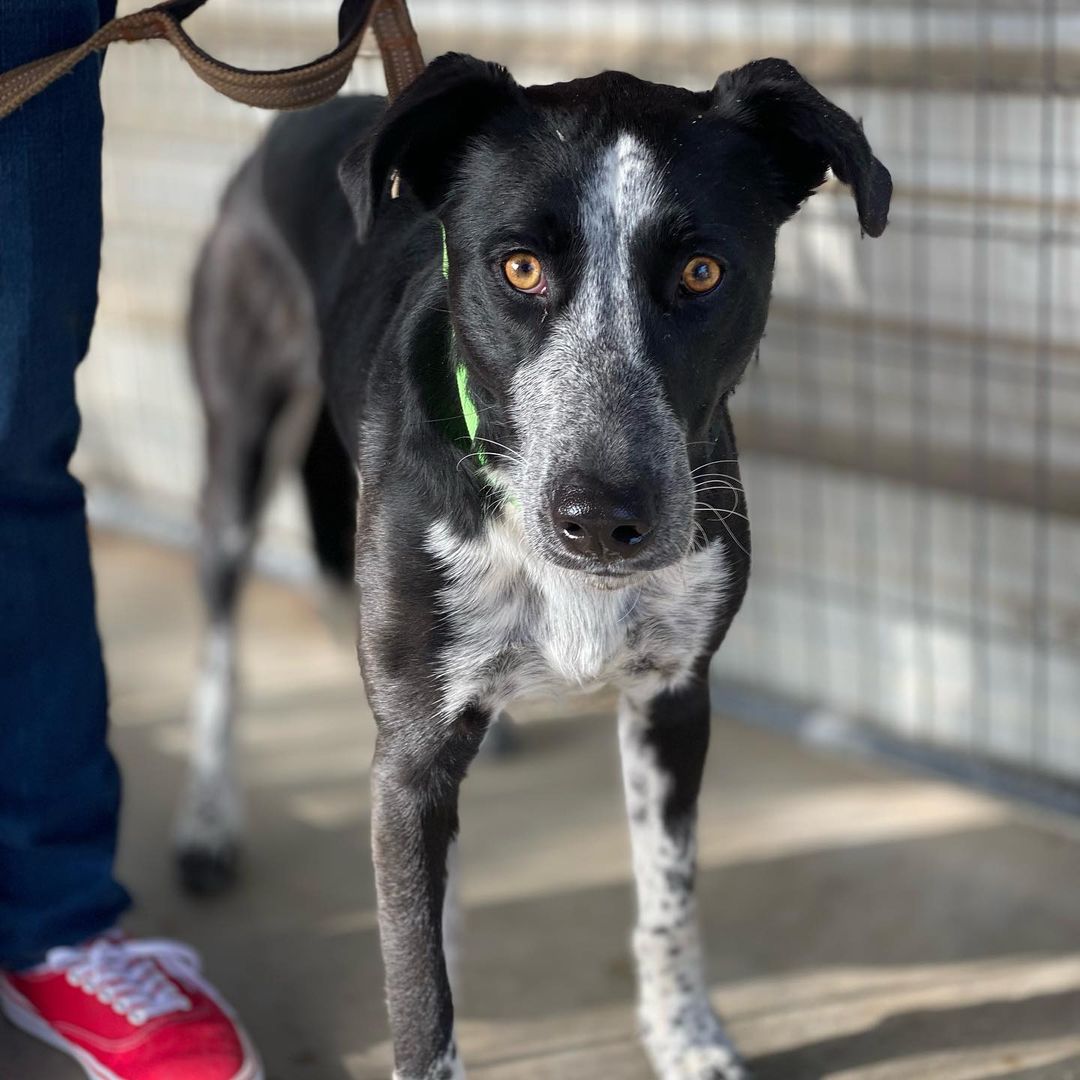 Giving Tuesday is tomorrow.  This is the day that your donations are matched. These sweet faces are hoping you can donate so we can continue to rescue more dogs and cats abs find them their perfect deserving homes. <a target='_blank' href='https://www.instagram.com/explore/tags/givingtuesday/'>#givingtuesday</a>