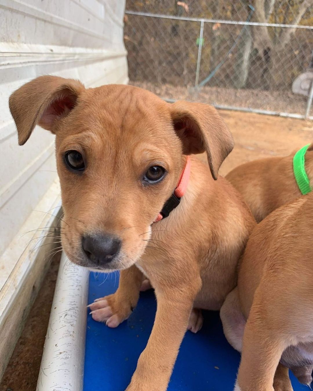 <a target='_blank' href='https://www.instagram.com/explore/tags/smurfs/'>#smurfs</a> 
Meet 𝗕𝗥𝗔𝗜𝗡𝗬 SMURF 💙
The Smurf litter was rescued from a GA shelter and are safe with our southern rescue partner. Brainy Smurf is scheduled to arrive in New England early January. He will be approx. 12 weeks old, neutered and will have received all age appropriate vaccines. If you are interested in adoption, please visit harveyshope.org (<a target='_blank' href='https://www.instagram.com/explore/tags/linkinbio/'>#linkinbio</a>) to apply.
.
Not ready to adopt but want to help <a target='_blank' href='https://www.instagram.com/explore/tags/harveyshope/'>#harveyshope</a>? Donate today via PayPal or Venmo, to help save more lives.
.
 <a target='_blank' href='https://www.instagram.com/explore/tags/rescuedog/'>#rescuedog</a> <a target='_blank' href='https://www.instagram.com/explore/tags/dogsofinstagram/'>#dogsofinstagram</a> <a target='_blank' href='https://www.instagram.com/explore/tags/adoptdontshop/'>#adoptdontshop</a> <a target='_blank' href='https://www.instagram.com/explore/tags/adopt/'>#adopt</a> <a target='_blank' href='https://www.instagram.com/explore/tags/adoption/'>#adoption</a> <a target='_blank' href='https://www.instagram.com/explore/tags/rescuedogsofinstagram/'>#rescuedogsofinstagram</a> <a target='_blank' href='https://www.instagram.com/explore/tags/dog/'>#dog</a> <a target='_blank' href='https://www.instagram.com/explore/tags/dogs/'>#dogs</a> <a target='_blank' href='https://www.instagram.com/explore/tags/rescue/'>#rescue</a> <a target='_blank' href='https://www.instagram.com/explore/tags/instadog/'>#instadog</a> <a target='_blank' href='https://www.instagram.com/explore/tags/dogoftheday/'>#dogoftheday</a> <a target='_blank' href='https://www.instagram.com/explore/tags/rescuedogs/'>#rescuedogs</a> <a target='_blank' href='https://www.instagram.com/explore/tags/savinglives/'>#savinglives</a> <a target='_blank' href='https://www.instagram.com/explore/tags/rescuedismyfavoritebreed/'>#rescuedismyfavoritebreed</a> <a target='_blank' href='https://www.instagram.com/explore/tags/dogsofinsta/'>#dogsofinsta</a> <a target='_blank' href='https://www.instagram.com/explore/tags/doglovers/'>#doglovers</a> <a target='_blank' href='https://www.instagram.com/explore/tags/doggo/'>#doggo</a> <a target='_blank' href='https://www.instagram.com/explore/tags/muttsofinstagram/'>#muttsofinstagram</a> <a target='_blank' href='https://www.instagram.com/explore/tags/happydog/'>#happydog</a> <a target='_blank' href='https://www.instagram.com/explore/tags/puppiesofinstagram/'>#puppiesofinstagram</a> <a target='_blank' href='https://www.instagram.com/explore/tags/ilovemydog/'>#ilovemydog</a> <a target='_blank' href='https://www.instagram.com/explore/tags/hhar/'>#hhar</a> <a target='_blank' href='https://www.instagram.com/explore/tags/harveyshopeanimalrescue/'>#harveyshopeanimalrescue</a> <a target='_blank' href='https://www.instagram.com/explore/tags/donate/'>#donate</a> <a target='_blank' href='https://www.instagram.com/explore/tags/nonprofit/'>#nonprofit</a>