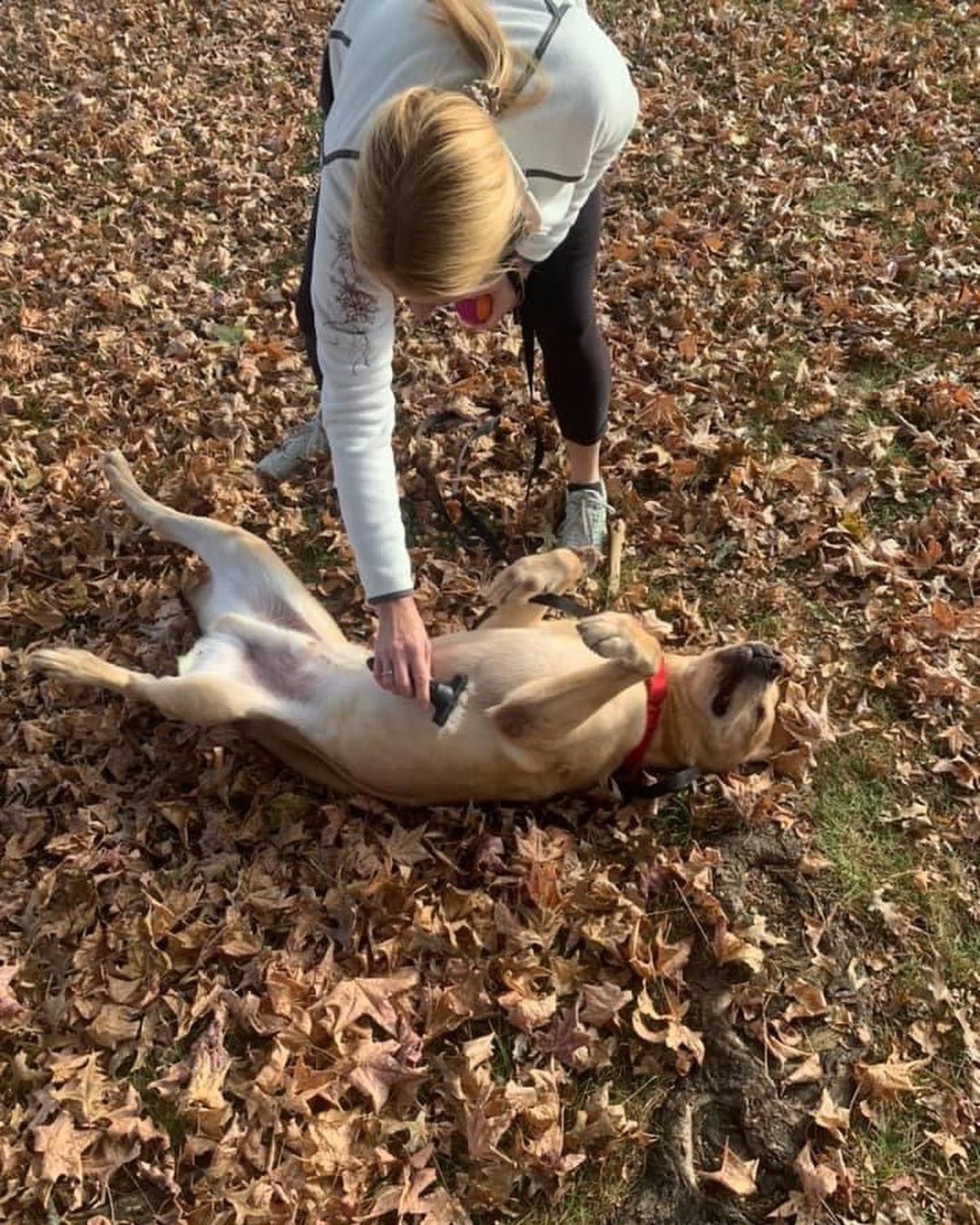 Lab lovers 🔊 we have your boy!! Meet handsome, smart and well behaved Dallas. 

Just like his city namesake, Dallas is big - 95 lbs of yellow lab love. Some stats on our sweet lug…
Great with dogs ✅ 
Nice to cats ✅ 
Fully potty trained and crate trained ✅✅
Walks well on a leash ✅
Knows many basic commands such as sit, stay and down ✅✅✅
Loves snuggles and playtime equally ✅✅

Like many labs, Dallas tore his ACL playing with his friends, but we are covering his surgery and he should have no long term effects. He also prefers a home without small children, but would welcome other animals living with him. 

Here are a few words from one of our volunteers/fosters who has spent time with Dallas in her home:

“From my experience I can say he is such a good boy! Dallas is crate trained, fully potty trained, knows commands like sit, shake, and down. He is good on a leash and enjoys his walks. He is a very happy boy and loves attention and belly rubs. He also LOVES to play fetch. Dallas enjoys meeting other dogs and seems to ignore our cat so far. He is perfect for anyone looking for a classic happy-go-lucky lab.”

What a very good boy! Fill out an app to bring this handsome labby pup home! 💛💛💛

<a target='_blank' href='https://www.instagram.com/explore/tags/adoptme/'>#adoptme</a> <a target='_blank' href='https://www.instagram.com/explore/tags/lab/'>#lab</a> <a target='_blank' href='https://www.instagram.com/explore/tags/rescuelab/'>#rescuelab</a> <a target='_blank' href='https://www.instagram.com/explore/tags/rescuedog/'>#rescuedog</a> <a target='_blank' href='https://www.instagram.com/explore/tags/bigboy/'>#bigboy</a> <a target='_blank' href='https://www.instagram.com/explore/tags/yellowlab/'>#yellowlab</a> <a target='_blank' href='https://www.instagram.com/explore/tags/dogsofstl/'>#dogsofstl</a> <a target='_blank' href='https://www.instagram.com/explore/tags/dogsofstlouis/'>#dogsofstlouis</a> <a target='_blank' href='https://www.instagram.com/explore/tags/homefortheholidays/'>#homefortheholidays</a> <a target='_blank' href='https://www.instagram.com/explore/tags/pickme/'>#pickme</a> <a target='_blank' href='https://www.instagram.com/explore/tags/handsome/'>#handsome</a> <a target='_blank' href='https://www.instagram.com/explore/tags/labrador/'>#labrador</a>