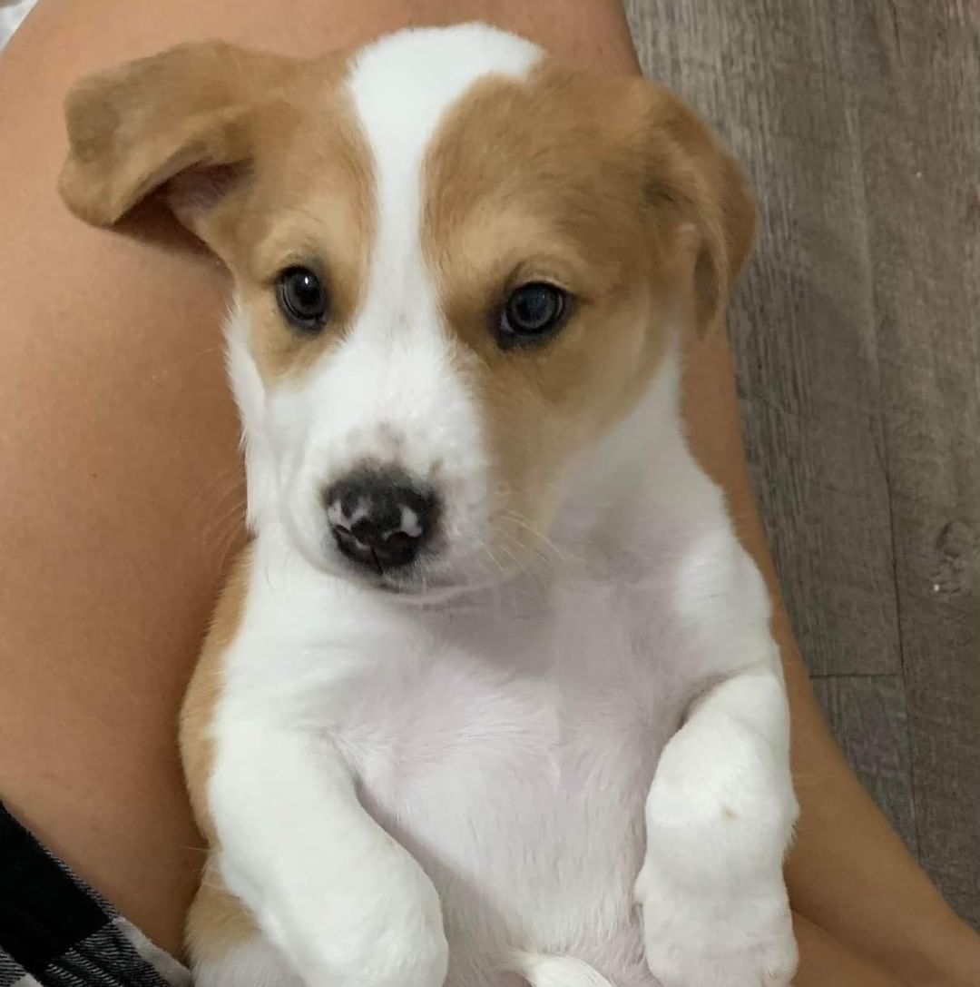 Gary is a very chill 11 week old, 13lb male Australian Shepard/Catahoula Leopard mix. He loves to be cuddled in the arms of people, and plays well with the other canines in his foster home. If napping is something you enjoy, Gary is your guy! He is expected to be a medium to large sized adult dog. Gary would do great in a home with or without a canine sibling. 

To be considered the first step is to apply here: https://www.pawsup4rescue.org/dog-cat-applicaiton 
We are located in Joliet Illinois and require adopters be within a 100-mile radius to adopt. If your app is picked we will be in touch by phone to set up a private meet.  If the dog is adopted we will post the adoption pic. Information on fees can be found here: https://www.pawsup4rescue.org/adoptions
<a target='_blank' href='https://www.instagram.com/explore/tags/pu4r/'>#pu4r</a> <a target='_blank' href='https://www.instagram.com/explore/tags/PawsUp4Rescue/'>#PawsUp4Rescue</a> <a target='_blank' href='https://www.instagram.com/explore/tags/fosterdog/'>#fosterdog</a> <a target='_blank' href='https://www.instagram.com/explore/tags/rescuedog/'>#rescuedog</a> <a target='_blank' href='https://www.instagram.com/explore/tags/adoptdontshop/'>#adoptdontshop</a>