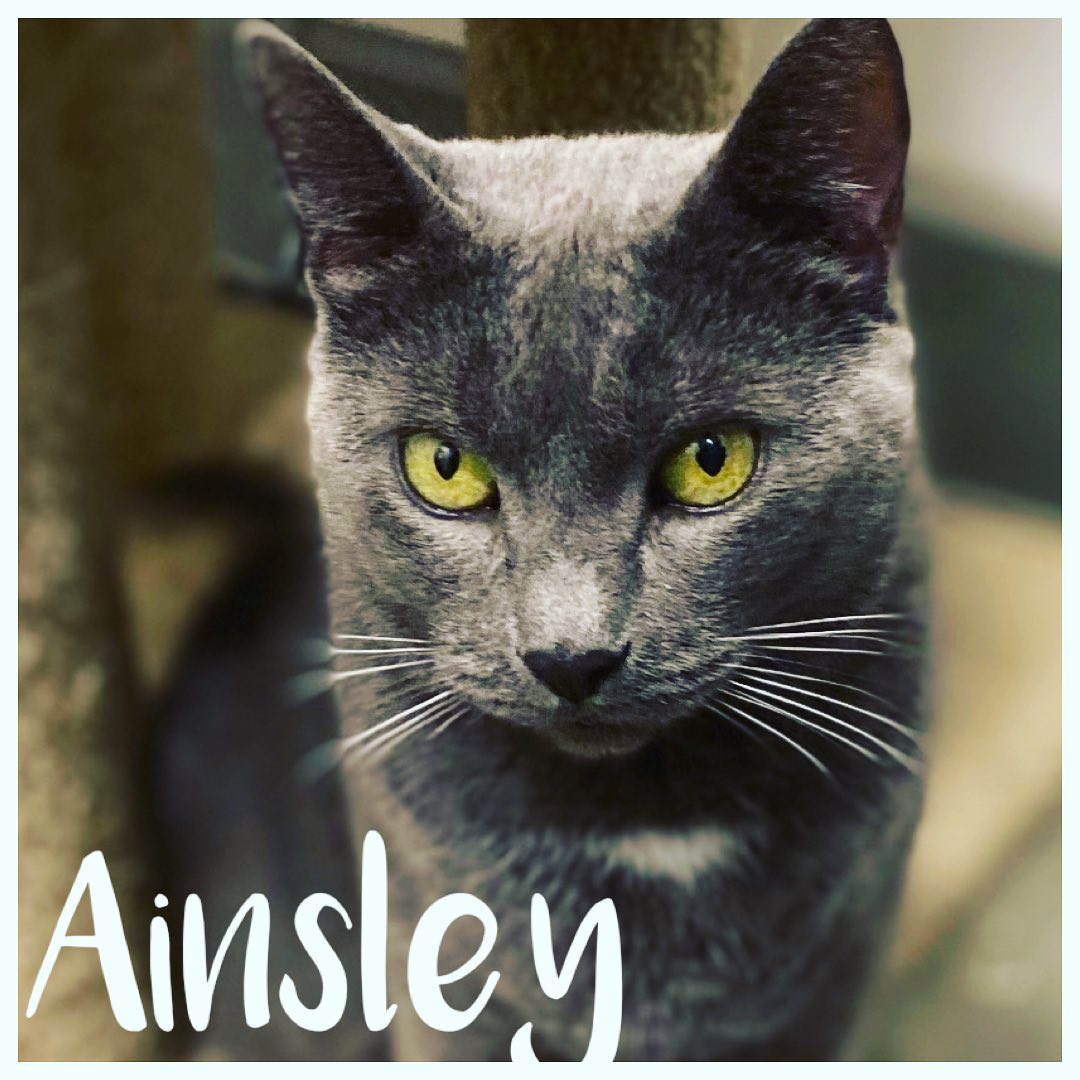 LAP CAT ALERT! This absolutely stunning girl is AINSLEY!! She’s a young adult around 2 years old. She’s super affectionate and sweet. Ainsley was found on the streets begging for food. She is hoping to find a wonderful family who will love her forever and NEVER leave her to fend for herself again. Will you please give Ainsley the life she deserves? **Ainsley would do best as an only-cat.🐈‍⬛**

Ainsley is playing in our Brookhaven PetSmart adoption center.  Please come to visit her ASAP! 😸

Fill out a no-obligation adoption app via link in bio or in store. 💗
<a target='_blank' href='https://www.instagram.com/explore/tags/forgottencats/'>#forgottencats</a> <a target='_blank' href='https://www.instagram.com/explore/tags/forgottencatsbrookhaven/'>#forgottencatsbrookhaven</a>