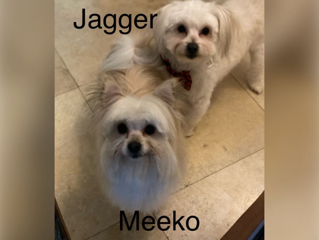 Just got in these 2 male maltese mixes. They are both 1 yrs old.  Owner had to many dogs and these 2 where surrendered to us.  Jagger is neutered and updated on shots and Meeko needs to get neutered and he is updated on shots.  We are looking for a foster or adopter.  Once Meeko is fixed he’ll be available for adoption.  They where kept outside and working on house training.  They are both dog and people friendly. If interested in fostering fill out our foster application if interested in adopting please go to our website and fill out our adoption application www.adoptmerescue.org