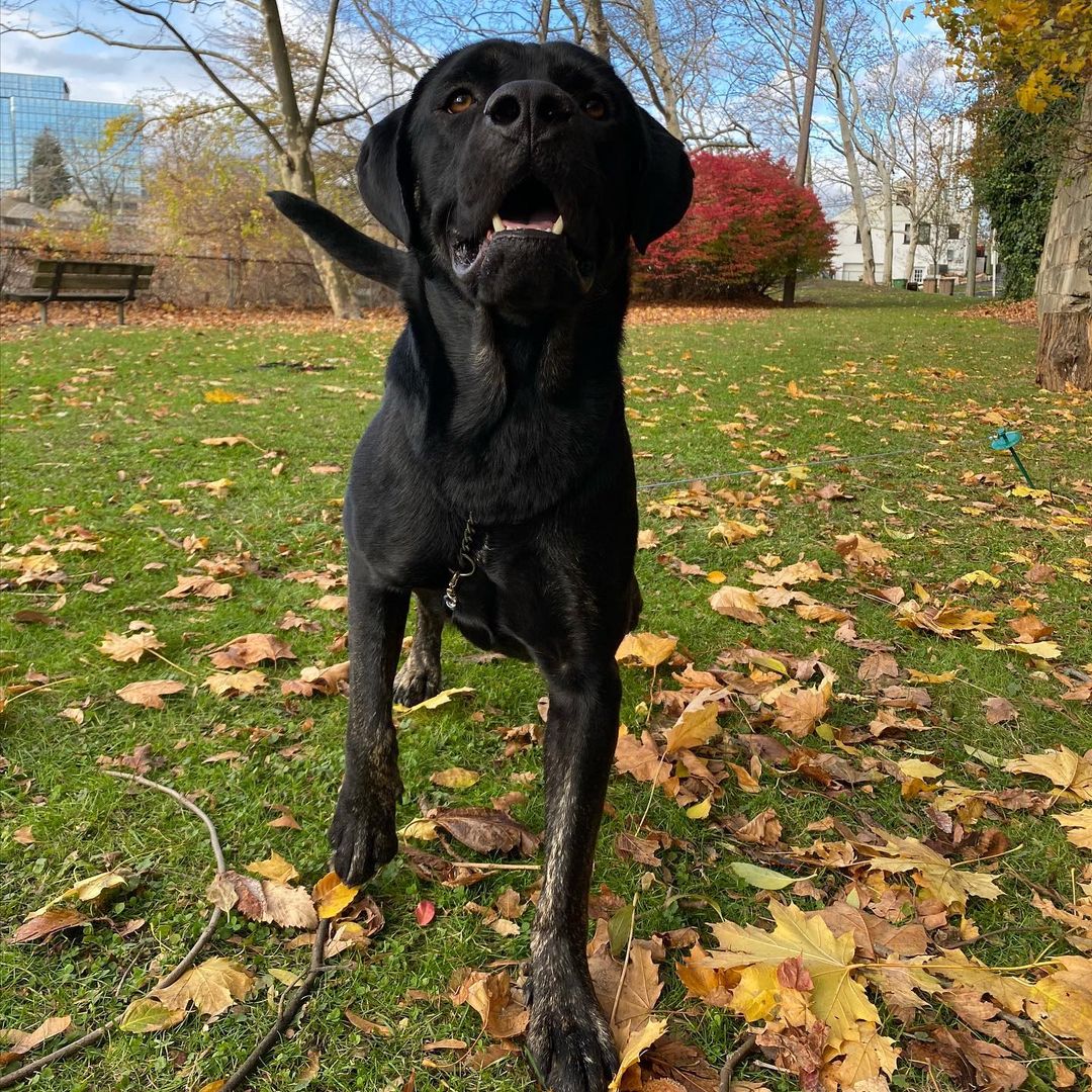 Meet Solo! A <a target='_blank' href='https://www.instagram.com/explore/tags/CaneCorso/'>#CaneCorso</a> mix this guy is true to his breed; weary of strangers but putty in your hand once he trusts you. Solo is a large puppy, still learning manners, gaining confidence and navigating life with a rough start. He is about 90lbs and still growing, so a large breed experienced home is required. Smart and eager to please Solo has shown us he wants to be the goodest boy, he knows sit, is working on down and most of the time walks in a perfect heel. Solo loves to play with dogs of all sizes but may be a bit much for dogs under 30lbs, he has zero body awareness and those giant paws may accidentally hurt a small dog. Fully vetted, and ready to go home Solo is looking for an adult only/older teen home, a dog companion would be fantastic and we have not yet cat tested him. 
🐾
Follow the link in our bio to apply for Solo or one of our other great dogs. We have some dogs looking for homes with a bunch more arriving next weekend (click the Coming Soon button to see them!). 
:
:
:
<a target='_blank' href='https://www.instagram.com/explore/tags/canecorsopuppy/'>#canecorsopuppy</a> <a target='_blank' href='https://www.instagram.com/explore/tags/canecorsoofinstagram/'>#canecorsoofinstagram</a> <a target='_blank' href='https://www.instagram.com/explore/tags/mutt/'>#mutt</a> <a target='_blank' href='https://www.instagram.com/explore/tags/goodboy/'>#goodboy</a> <a target='_blank' href='https://www.instagram.com/explore/tags/lab/'>#lab</a> <a target='_blank' href='https://www.instagram.com/explore/tags/labrador/'>#labrador</a> <a target='_blank' href='https://www.instagram.com/explore/tags/labmix/'>#labmix</a> <a target='_blank' href='https://www.instagram.com/explore/tags/bigboy/'>#bigboy</a> <a target='_blank' href='https://www.instagram.com/explore/tags/adopt/'>#adopt</a> <a target='_blank' href='https://www.instagram.com/explore/tags/adoptdontshop/'>#adoptdontshop</a> <a target='_blank' href='https://www.instagram.com/explore/tags/adoption/'>#adoption</a> <a target='_blank' href='https://www.instagram.com/explore/tags/rescue/'>#rescue</a> <a target='_blank' href='https://www.instagram.com/explore/tags/rescuedog/'>#rescuedog</a> <a target='_blank' href='https://www.instagram.com/explore/tags/rescuedogsofinstagram/'>#rescuedogsofinstagram</a> <a target='_blank' href='https://www.instagram.com/explore/tags/rescued/'>#rescued</a> <a target='_blank' href='https://www.instagram.com/explore/tags/rescuedismyfavoritebreed/'>#rescuedismyfavoritebreed</a> <a target='_blank' href='https://www.instagram.com/explore/tags/cute/'>#cute</a> <a target='_blank' href='https://www.instagram.com/explore/tags/blacklab/'>#blacklab</a> <a target='_blank' href='https://www.instagram.com/explore/tags/blackdog/'>#blackdog</a> <a target='_blank' href='https://www.instagram.com/explore/tags/dog/'>#dog</a> <a target='_blank' href='https://www.instagram.com/explore/tags/dogmom/'>#dogmom</a> <a target='_blank' href='https://www.instagram.com/explore/tags/dogdad/'>#dogdad</a> <a target='_blank' href='https://www.instagram.com/explore/tags/dogsofinstagram/'>#dogsofinstagram</a> <a target='_blank' href='https://www.instagram.com/explore/tags/autumn/'>#autumn</a> <a target='_blank' href='https://www.instagram.com/explore/tags/fall/'>#fall</a> <a target='_blank' href='https://www.instagram.com/explore/tags/photooftheday/'>#photooftheday</a> <a target='_blank' href='https://www.instagram.com/explore/tags/dogslife/'>#dogslife</a> <a target='_blank' href='https://www.instagram.com/explore/tags/dogoftheday/'>#dogoftheday</a> <a target='_blank' href='https://www.instagram.com/explore/tags/mastiff/'>#mastiff</a>