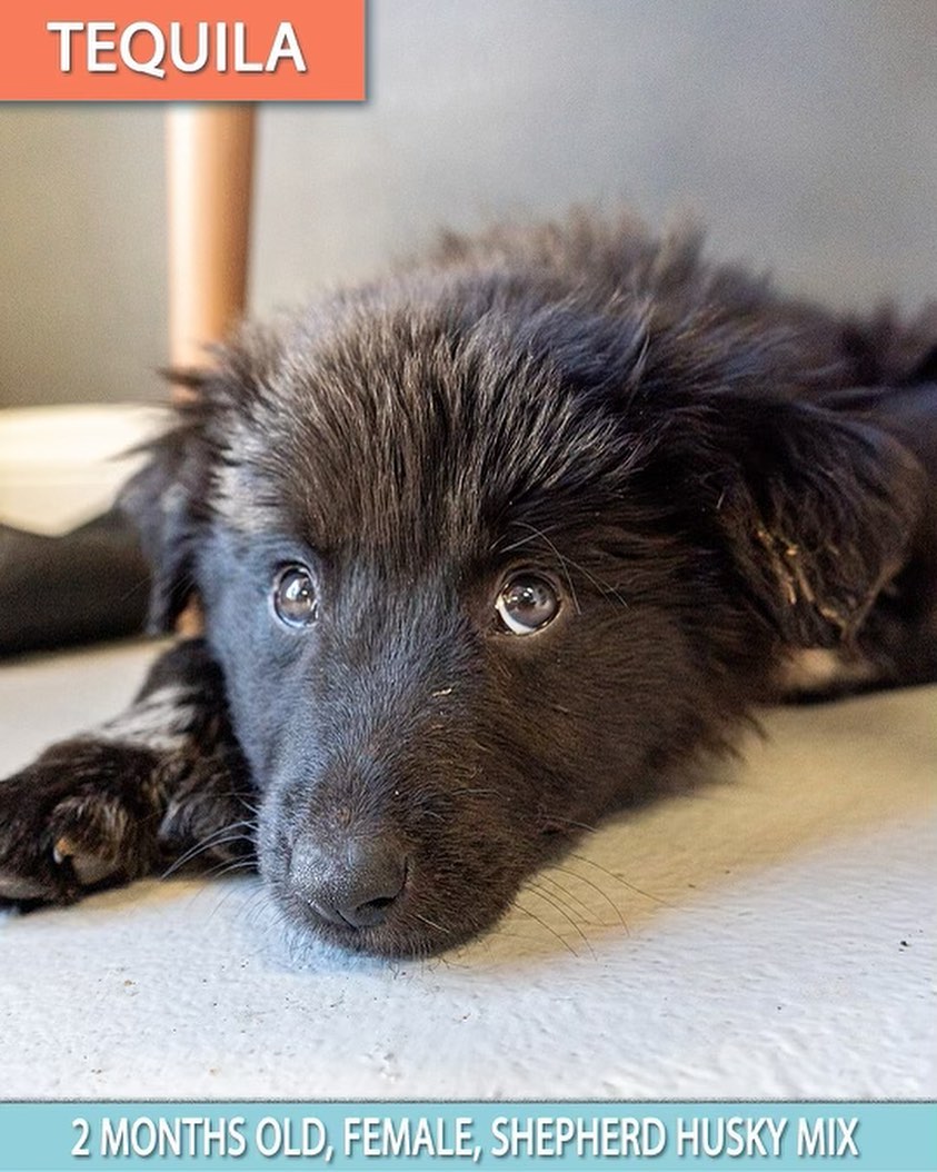 The cuteness does not stop. ❤️

Please meet these amazing puppies who all came to us last week from Perris, California. 😍

Swipe through to meet 6, Husky/Shepard mixes and apply now. 

These babies were left to did and running in the streets. Just look at them now 🤩

<a target='_blank' href='https://www.instagram.com/explore/tags/wagmor/'>#wagmor</a> <a target='_blank' href='https://www.instagram.com/explore/tags/wagmorpets/'>#wagmorpets</a> <a target='_blank' href='https://www.instagram.com/explore/tags/Wagmorfamily/'>#Wagmorfamily</a>