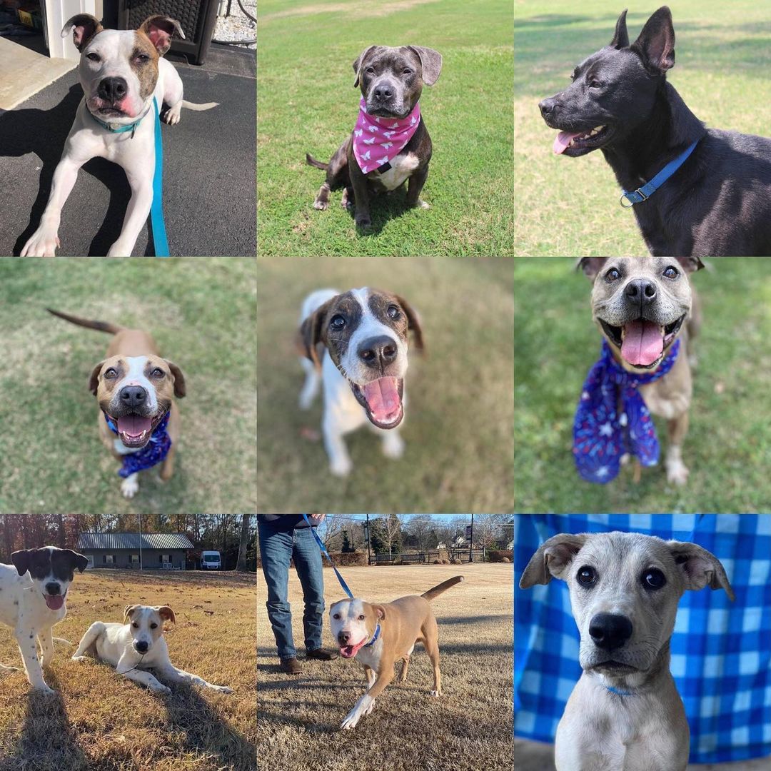 Today, <a target='_blank' href='https://www.instagram.com/explore/tags/givingtuesday/'>#givingtuesday</a>, we celebrate the many faces of <a target='_blank' href='https://www.instagram.com/explore/tags/harveyshopeanimalrescue/'>#harveyshopeanimalrescue</a> 
.
Your support and generosity have made it possible for us to save the lives of 1,100+ pups, who had been abused, unwanted or neglected. Pups of all ages, breeds and sizes. We often ask for help from our supporters, who always answer the call. We ask again today…please…give hope, give life, give love. Please donate.
.
<a target='_blank' href='https://www.instagram.com/explore/tags/givingtuesday2021/'>#givingtuesday2021</a> <a target='_blank' href='https://www.instagram.com/explore/tags/hhar/'>#hhar</a> <a target='_blank' href='https://www.instagram.com/explore/tags/savinglives/'>#savinglives</a> <a target='_blank' href='https://www.instagram.com/explore/tags/donate/'>#donate</a> <a target='_blank' href='https://www.instagram.com/explore/tags/give/'>#give</a> <a target='_blank' href='https://www.instagram.com/explore/tags/dogood/'>#dogood</a> <a target='_blank' href='https://www.instagram.com/explore/tags/helpushelpthem/'>#helpushelpthem</a>