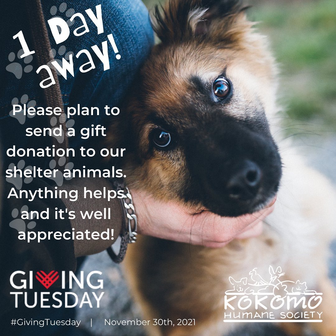 <a target='_blank' href='https://www.instagram.com/explore/tags/GivingTuesday/'>#GivingTuesday</a> is tomorrow!

Today is Cyber Monday, your last day to get deals. Tomorrow is the day to GIVE BACK to your favorite cause or charity organization. We count on your generosity to help us with shelter upkeep costs and to keep the adoptions affordable, allowing more pets to be adopted into their forever homes. Your gift will be matched by an anonymous donor. 

Like the previous years, you will be able to make your donation in 3 different ways:

1- Facebook 
On Giving Tuesday, November 30th, you will be able to donate using our Facebook page. This year Facebook will match up to $8 million nationally in donations, until funds run out, to any US-based 501(c)3 organization. Up to the first $2M donated nationally, Facebook will match 100% towards your donation. For the remaining $6M donated nationally, Facebook will only match 10% of your donation. 

TIP: If you want your donation to go further, you may want to plan to make a donation starting at 8 am Eastern time on Tuesday, November 30th. 

2- PayPal – Great and secure way to donate!
Just visit the following link: http://kokomohumane.org/pages/donate+today/15
PS: After submitting the initial information please click on the PayPal button to complete your donation payment

3- MAIL (Postal Service) – Also a fabulous way to donate to our animals!
Address: 
Kokomo Humane Society
 729 E. Hoffer St
 Kokomo, IN 46902
 PS: Please be sure to make a memo to <a target='_blank' href='https://www.instagram.com/explore/tags/KHSGivingTuesday/'>#KHSGivingTuesday</a> .

 We thank you in advance for your generosity! 

<a target='_blank' href='https://www.instagram.com/explore/tags/KHSGivingTuesday/'>#KHSGivingTuesday</a>  <a target='_blank' href='https://www.instagram.com/explore/tags/HelpUsHelpMore/'>#HelpUsHelpMore</a>
<a target='_blank' href='https://www.instagram.com/explore/tags/GivingTuesday/'>#GivingTuesday</a>